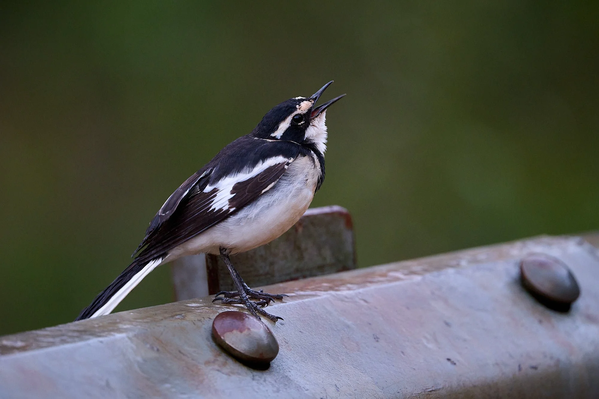 DSC_4747 1Kenya intro.jpg