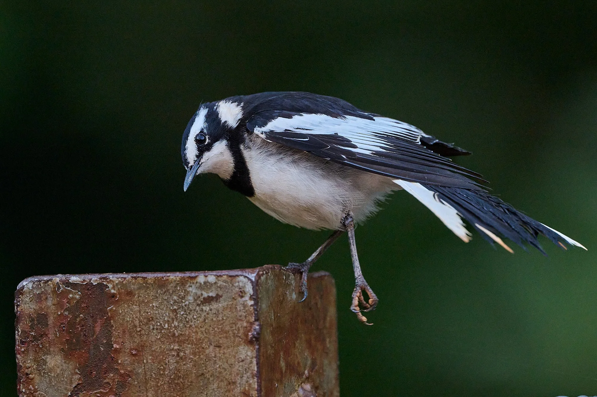 DSC_4938 1Kenya intro.jpg