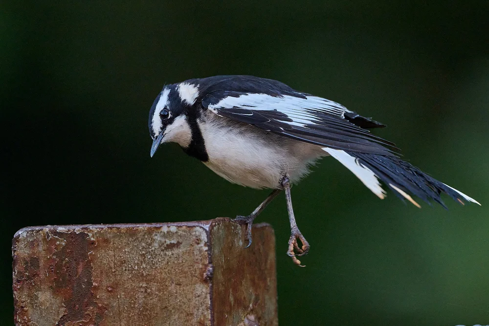 DSC_4938 1Kenya intro.jpg