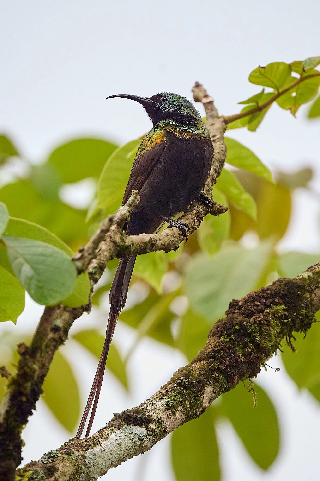DSC_8364Kenya intro.jpg