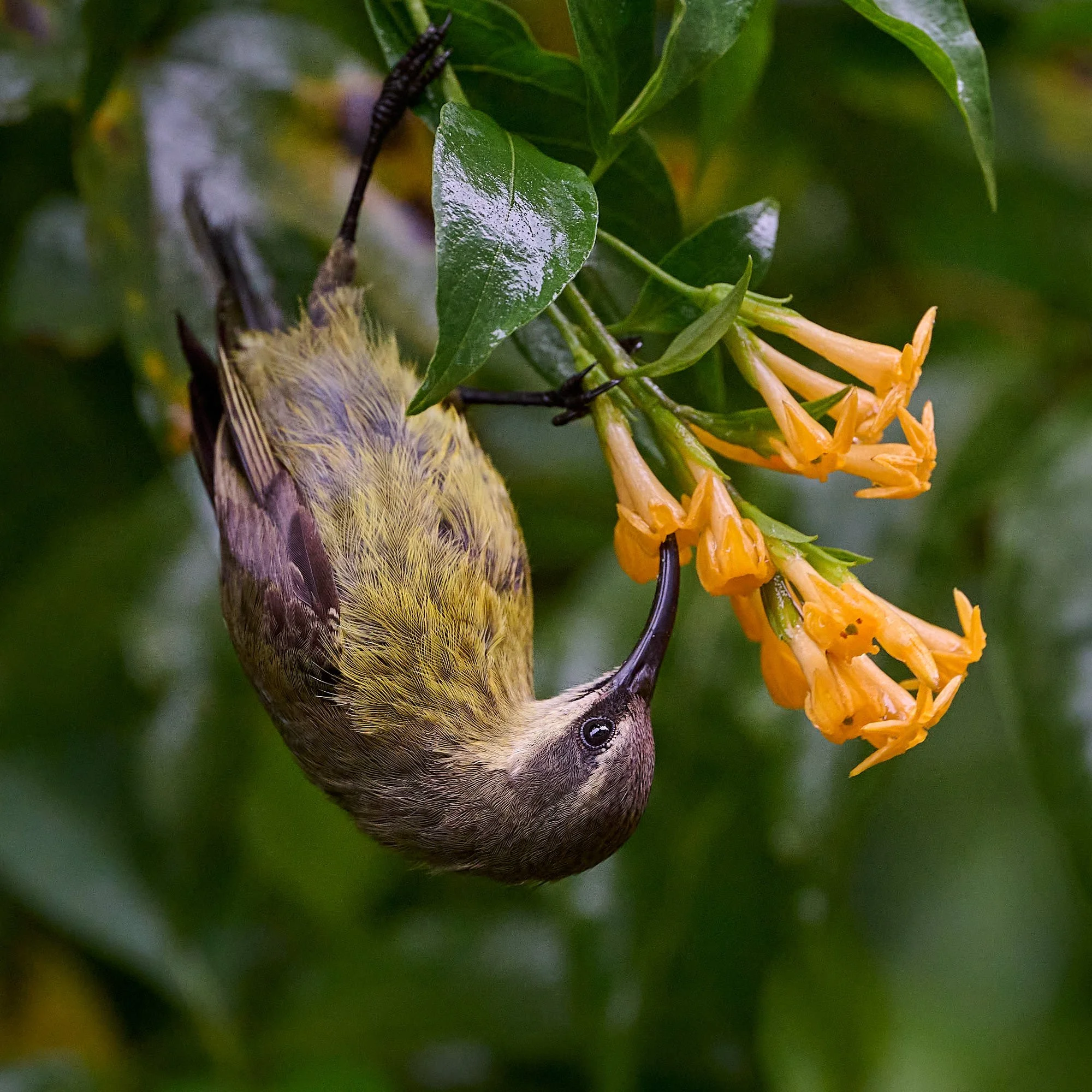 DSC_6322Kenya intro.jpg
