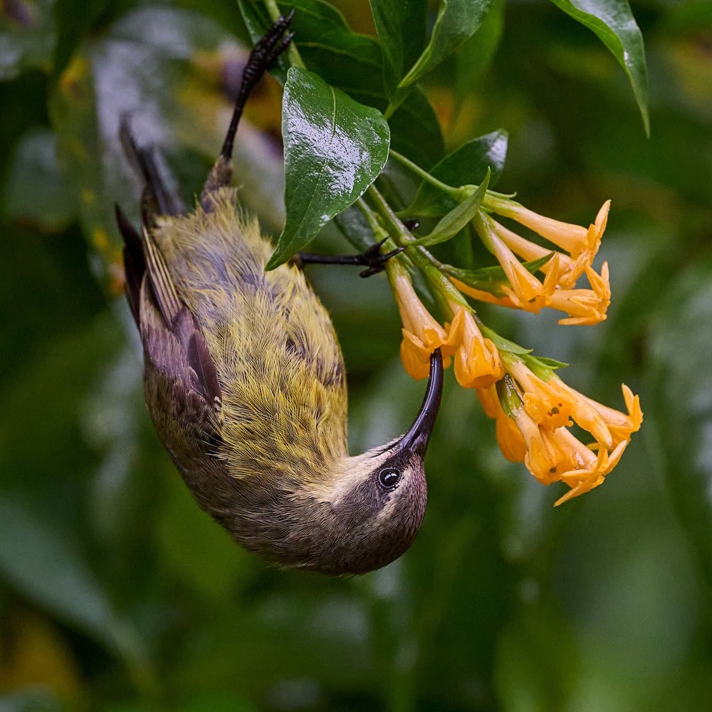 DSC_6322Kenya intro.jpg