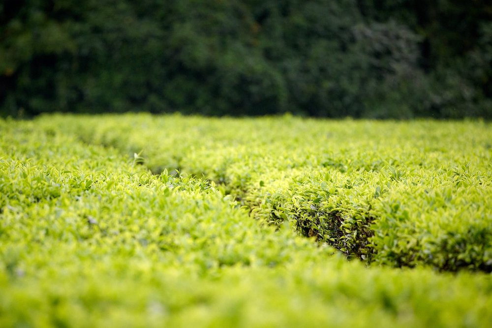 DSC_8447Kenya intro.jpg
