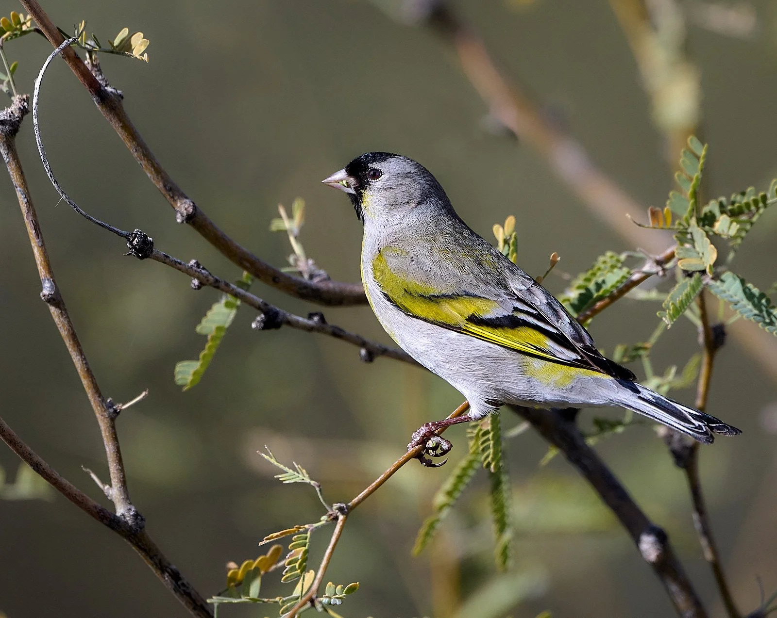 Lawrence's Goldfinch