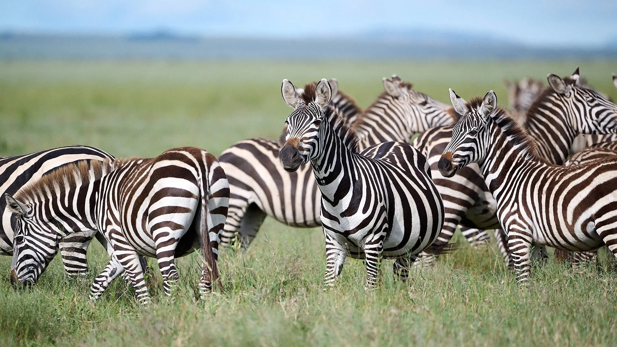 Serengeti DSC_1710.jpg