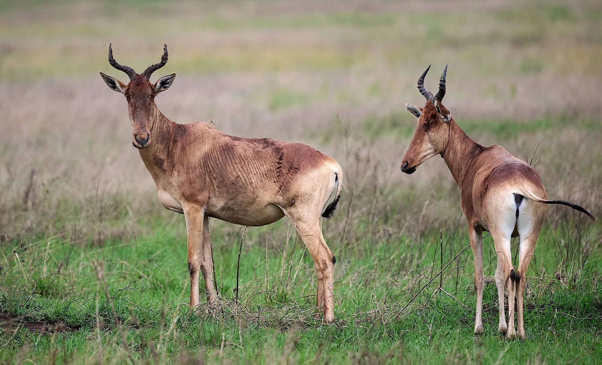 Serengeti DSC_4344.jpg