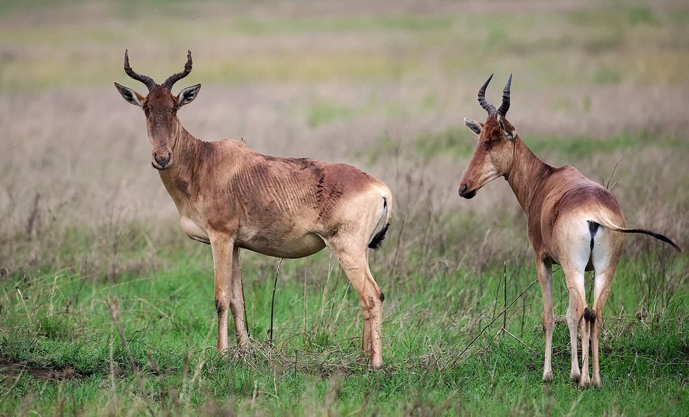 Serengeti DSC_4344.jpg