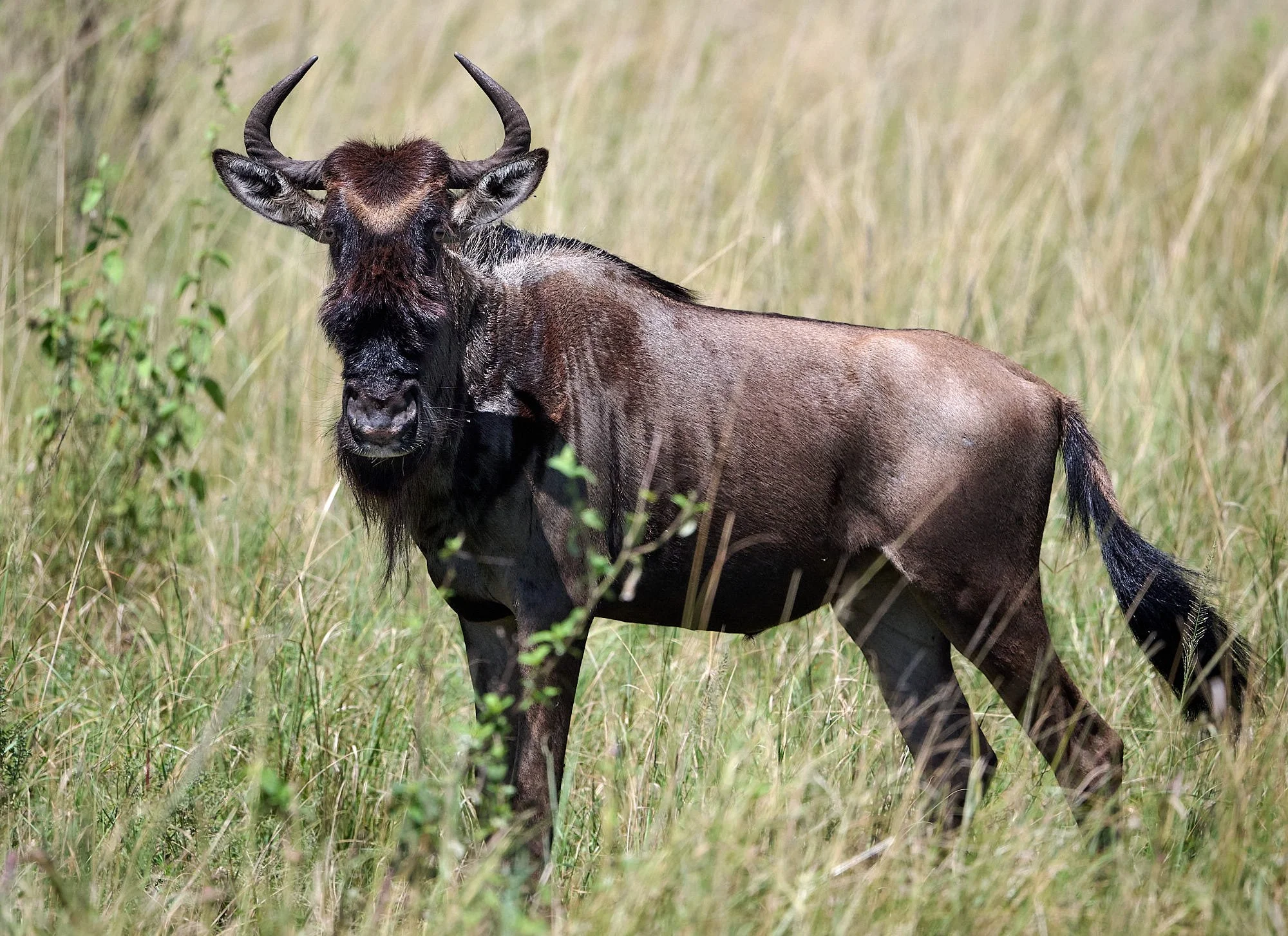 Serengeti DSC_4091.jpg