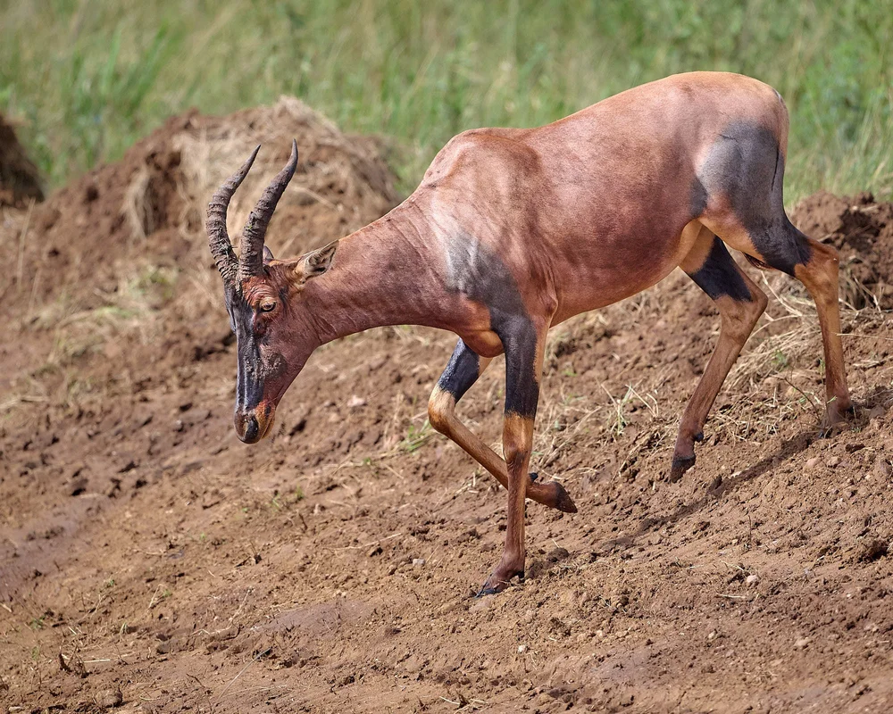 Serengeti DSC_3840.jpg