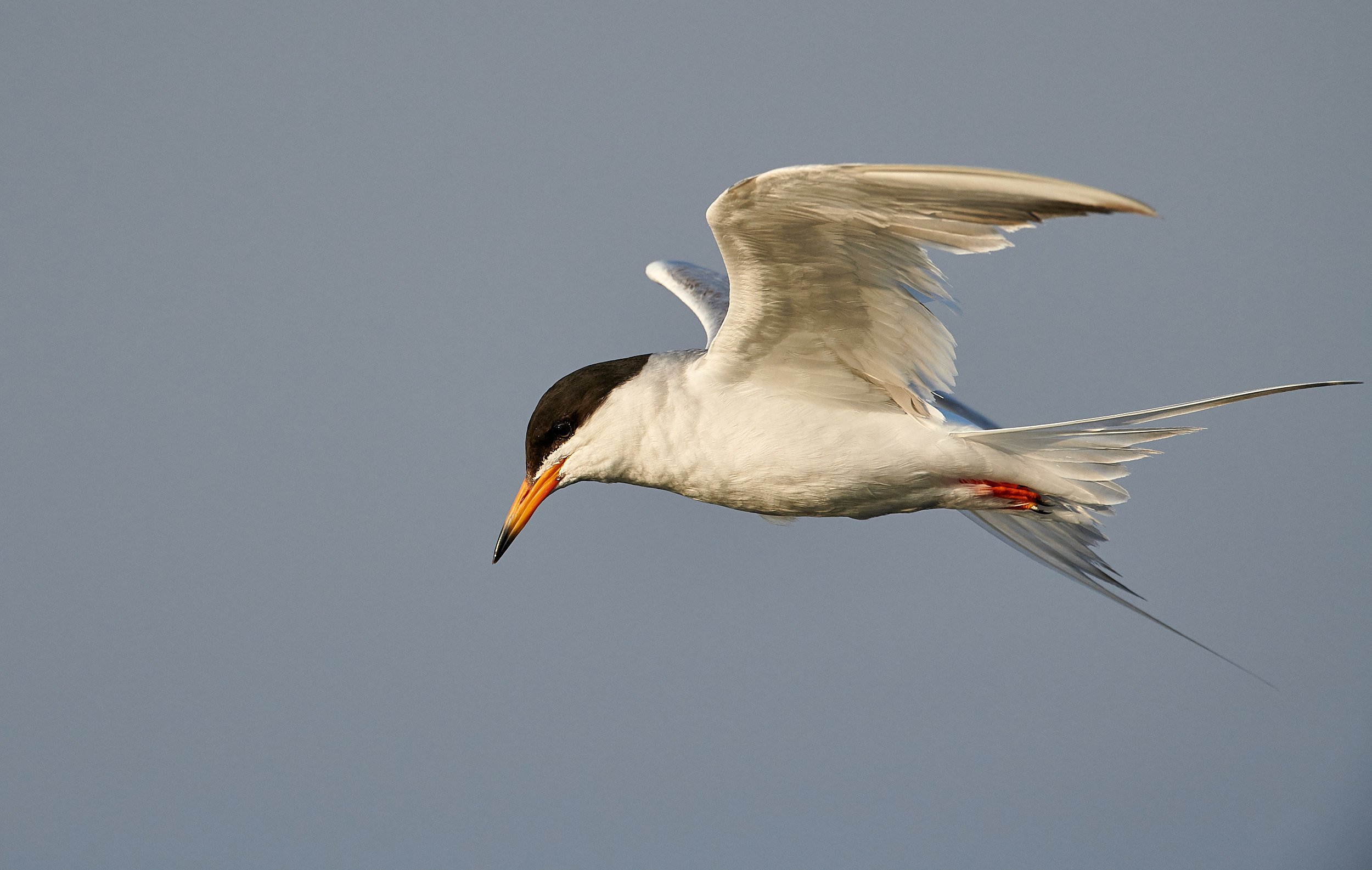 Foster's Tern