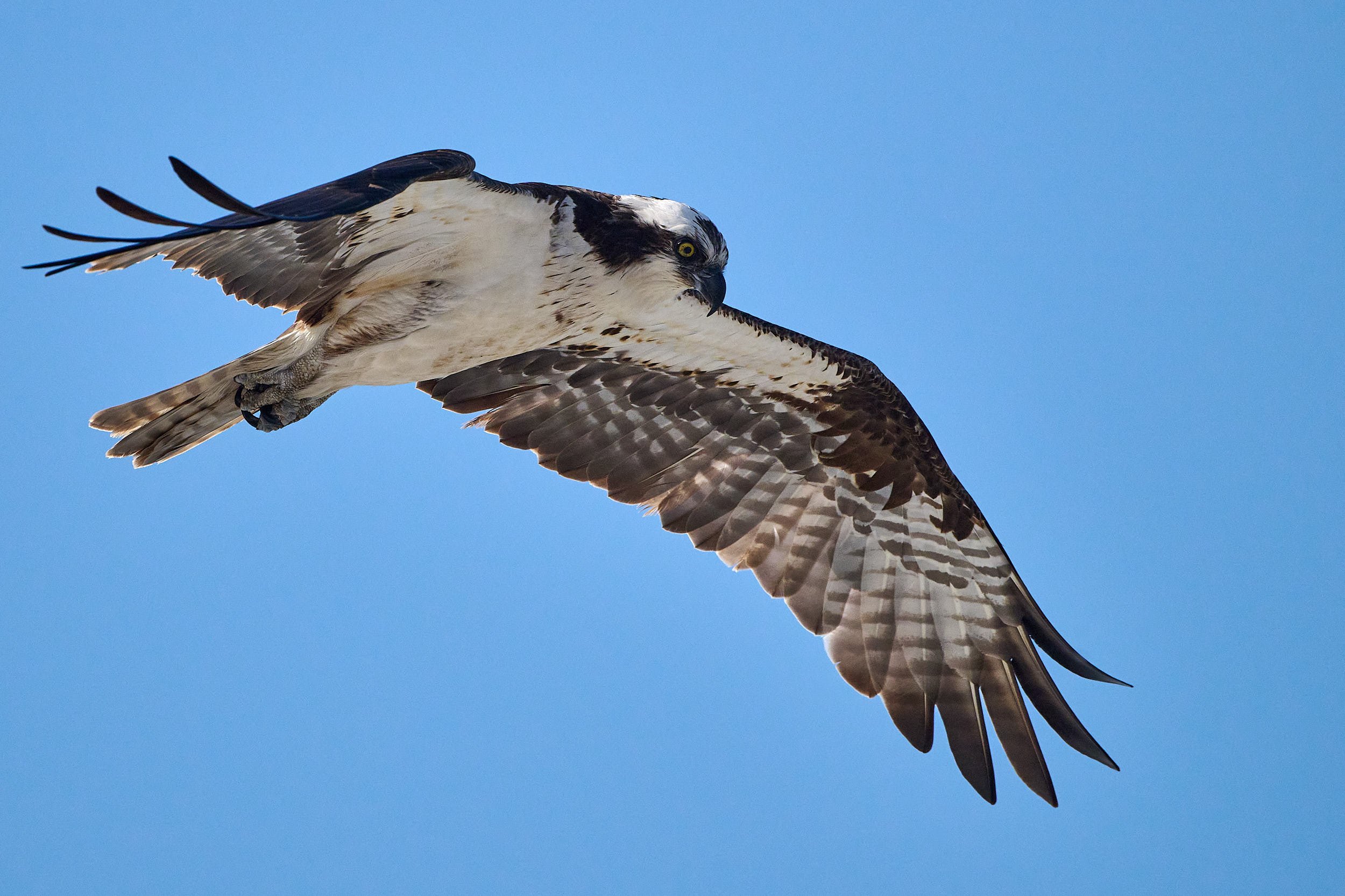Osprey