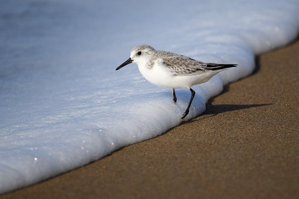 2024-12 Ano4 DSC_3413.jpg