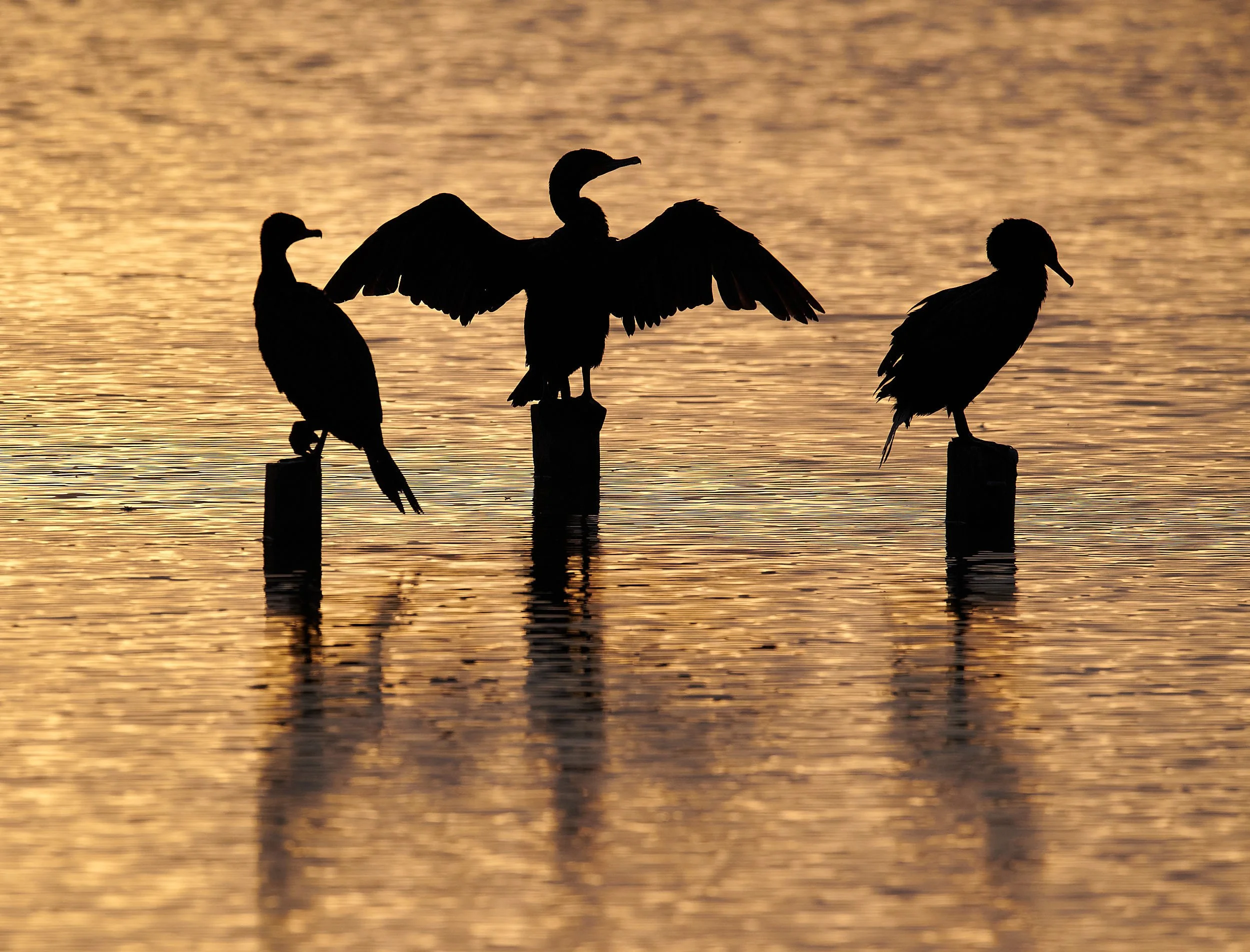 Anhinga, Cormorants