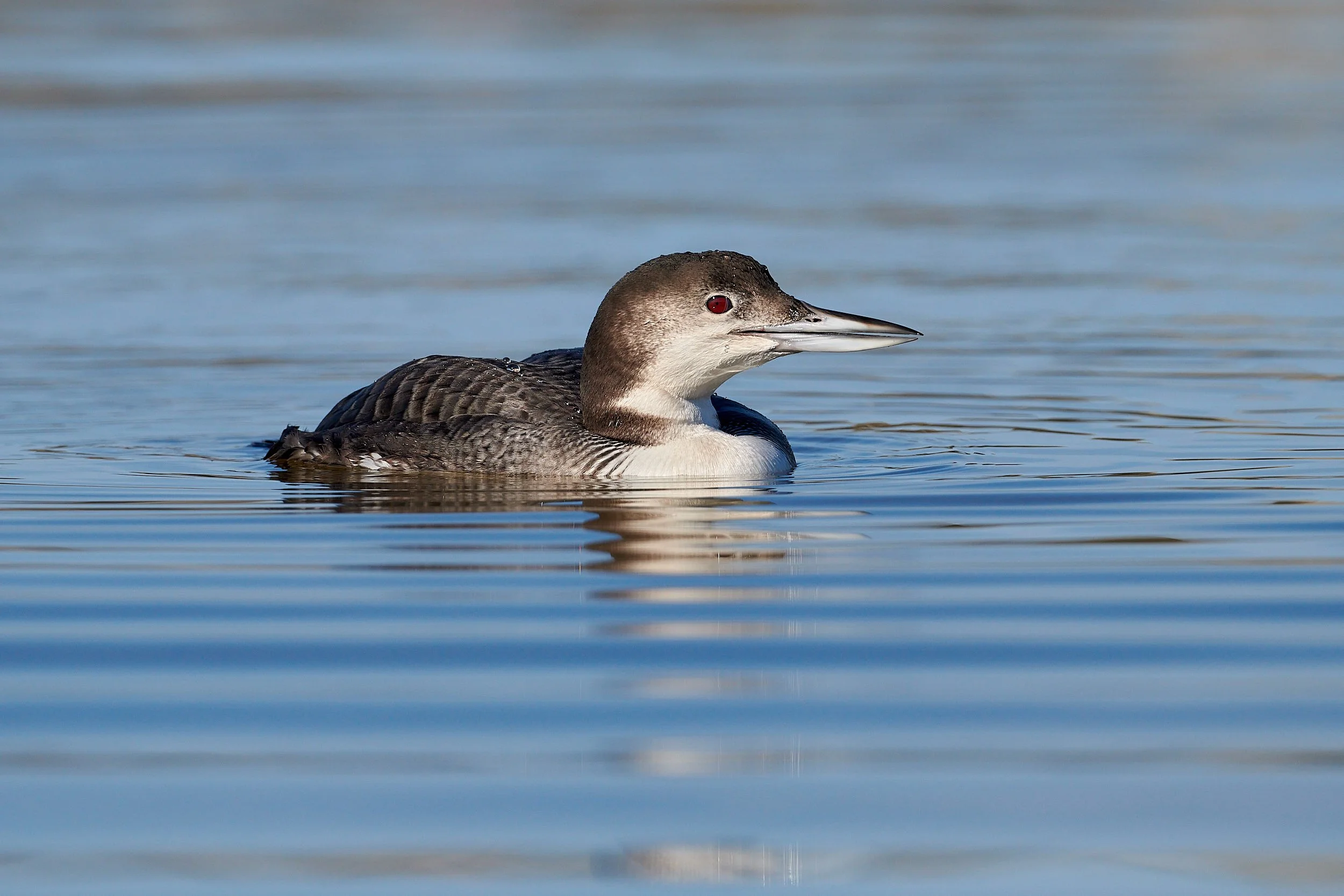 Loons, Grebes