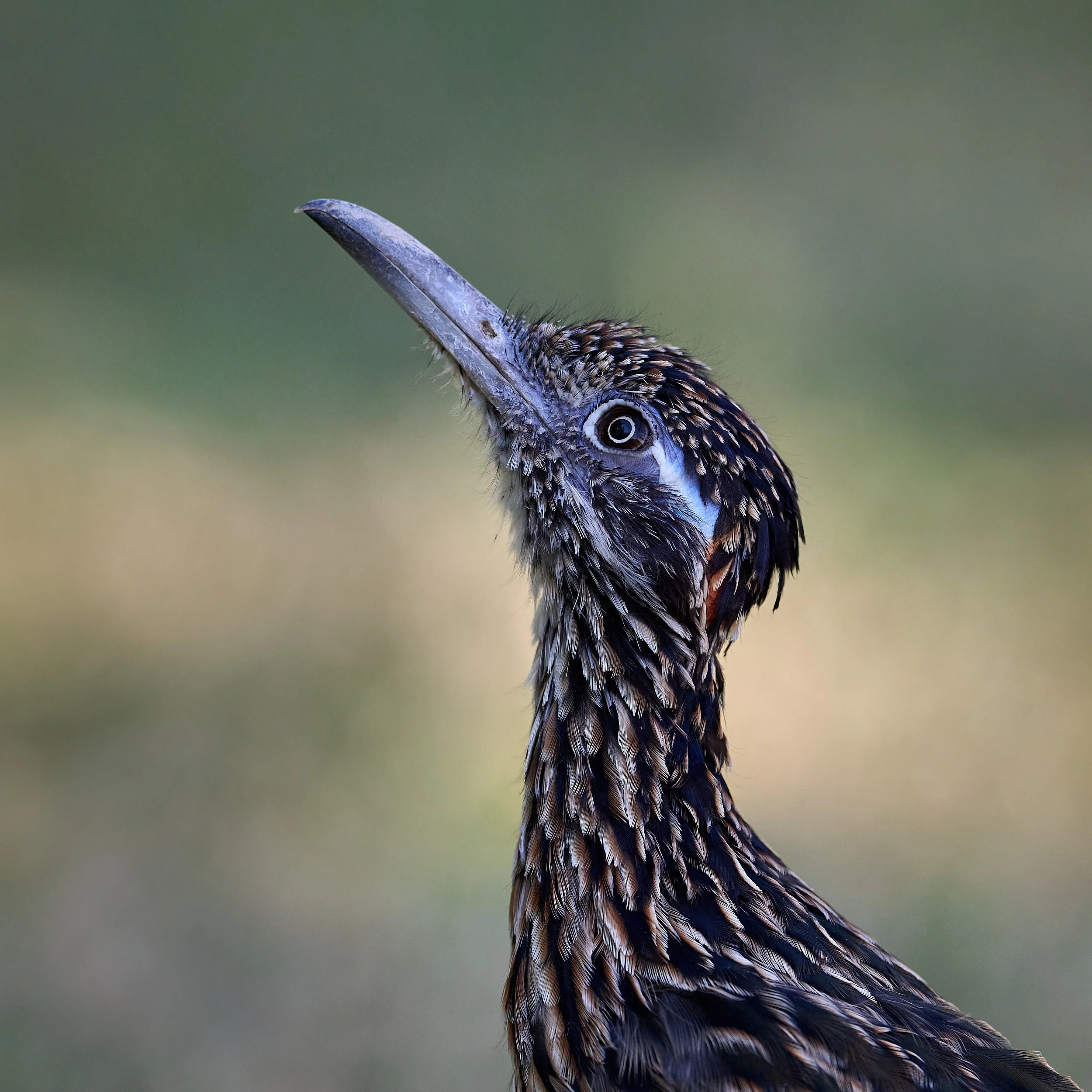 Parrots, Anis, Cuckoos, Trogons, Roadrunner