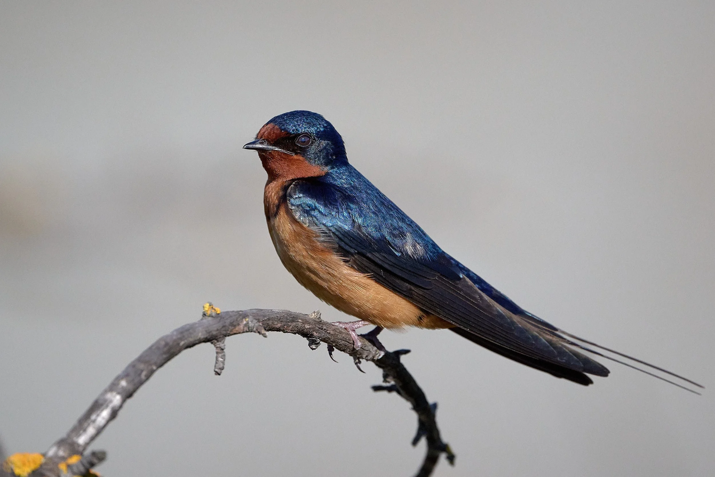 Swallows, Swifts, Goatsuckers