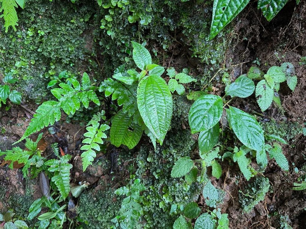 CLOUD-iphone-IMG_2869 1.jpg