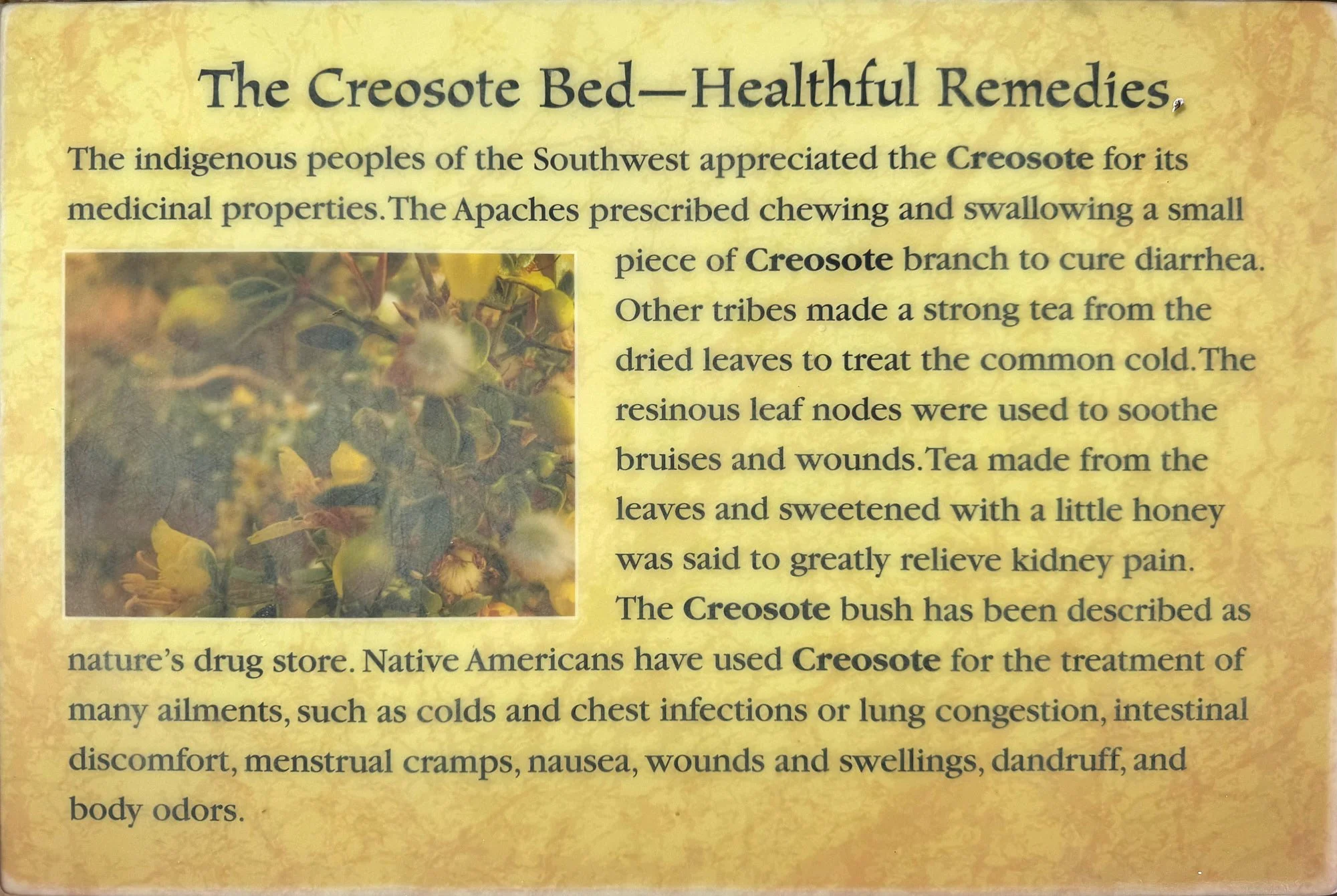 creosote2.jpg