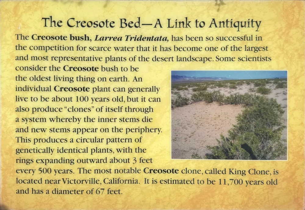 creosote3.jpg