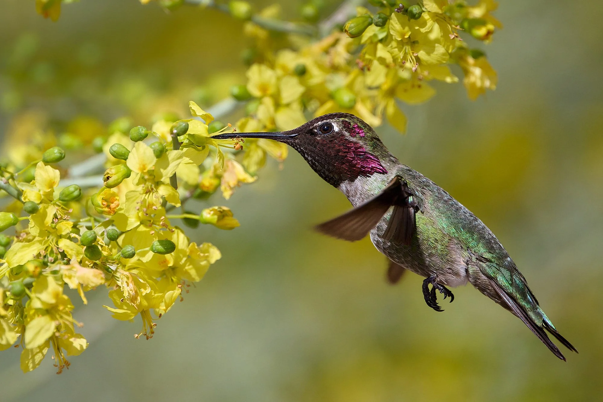 annas hummer DSC_2716.jpg