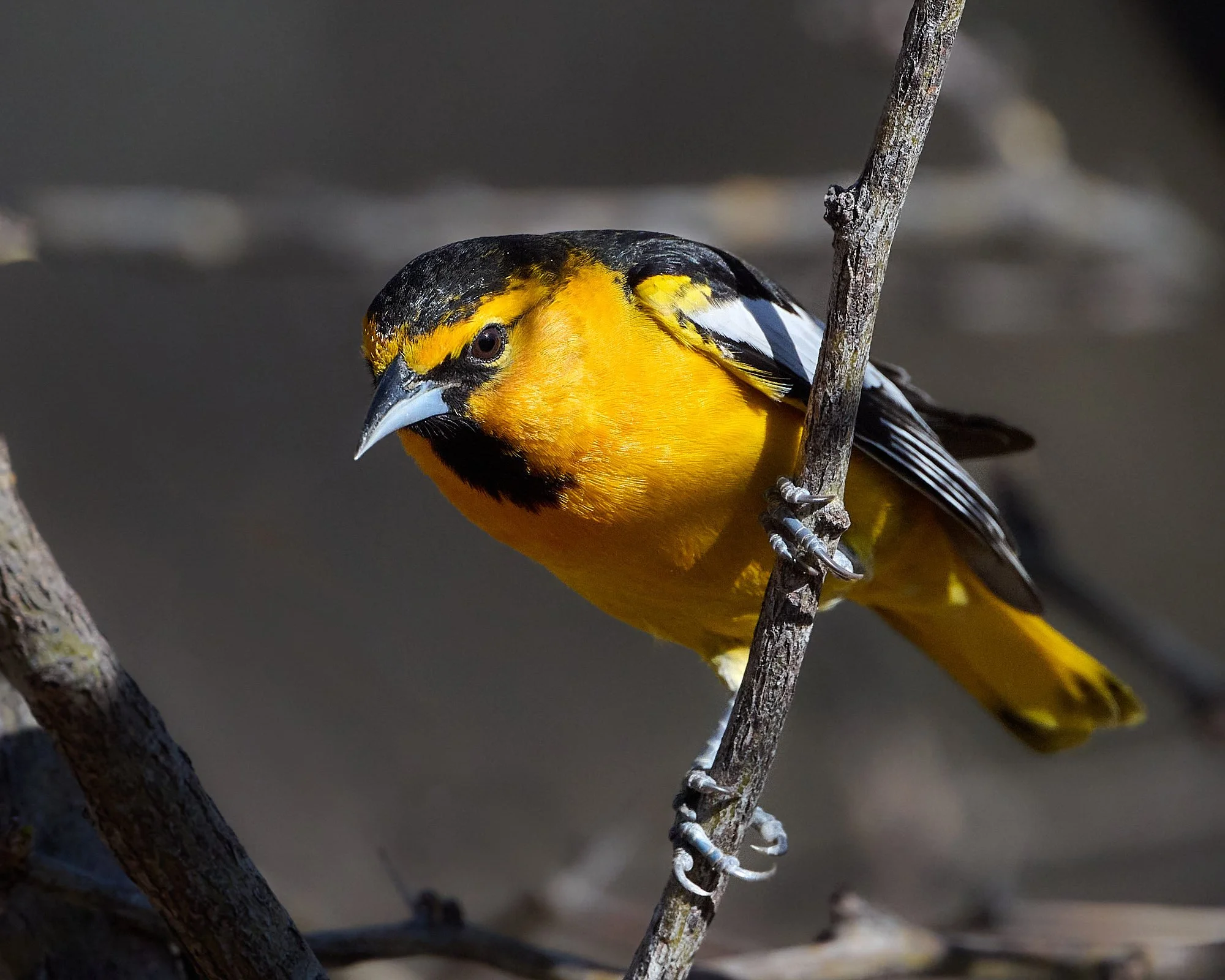 bullocks oriole DSC_0152.jpg
