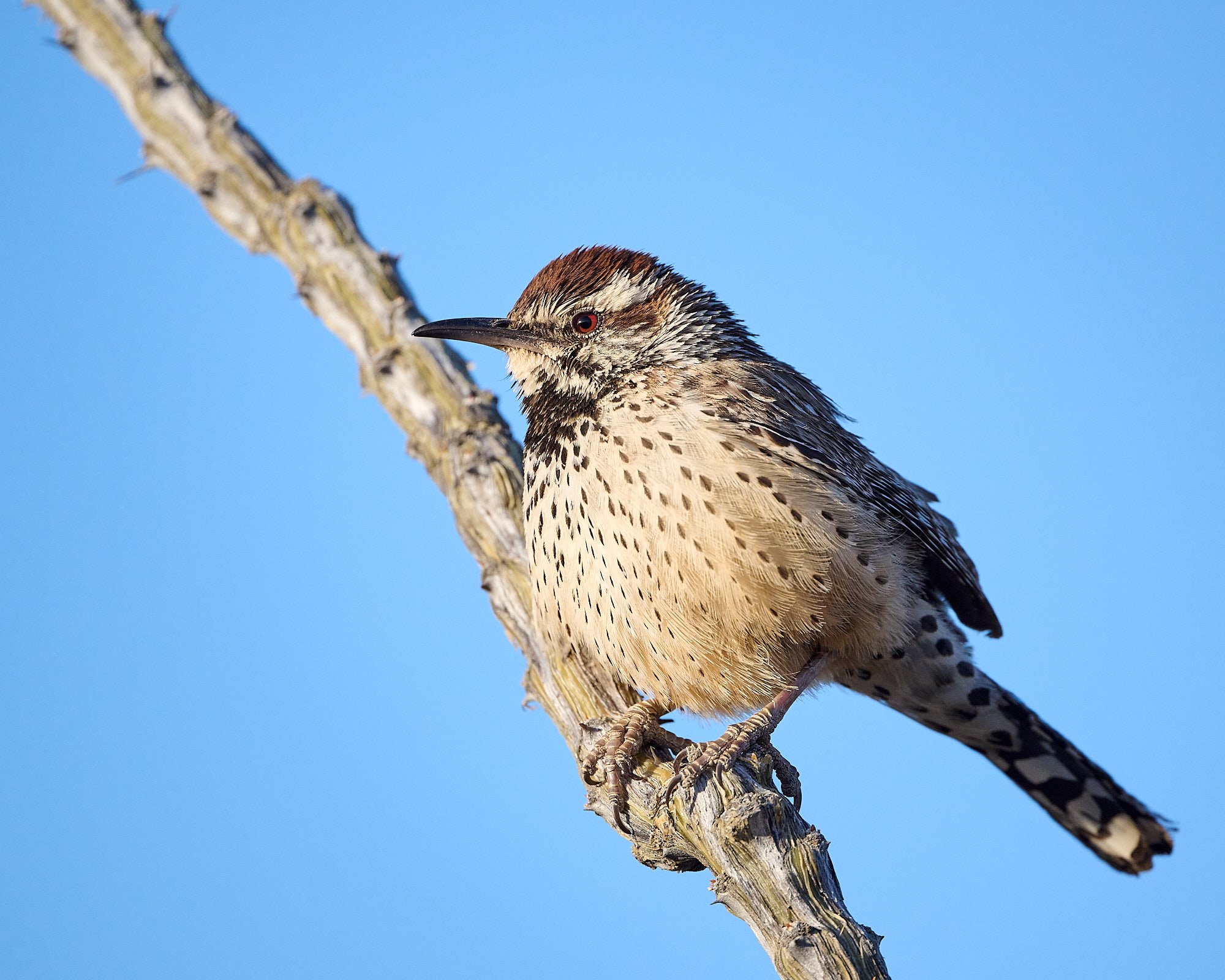 cactus wren DSC_5823.jpg