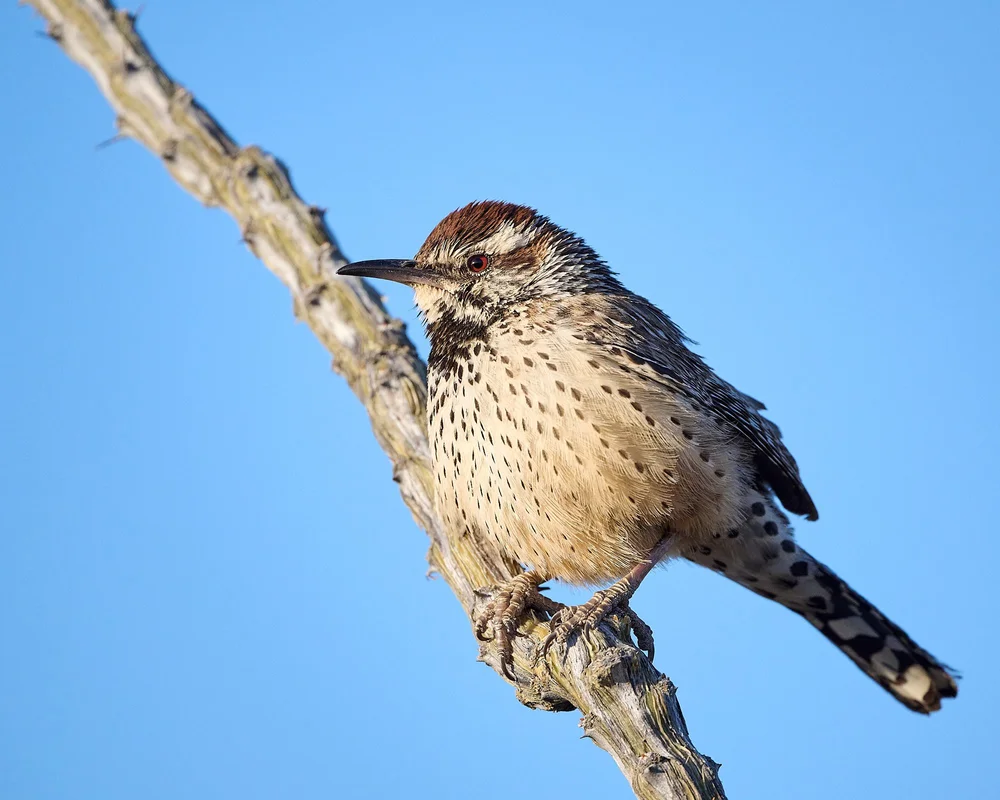 cactus wren DSC_5823.jpg