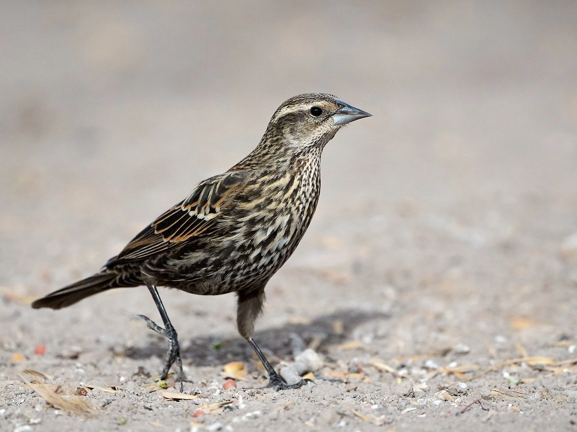 red-winged blackbird DSC_3041.jpg