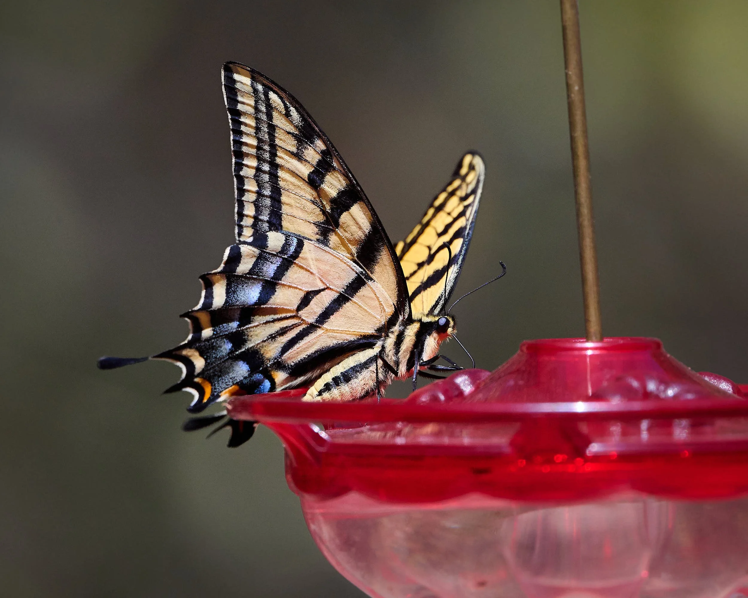 two tailed swallowtail DSC_6350.jpg
