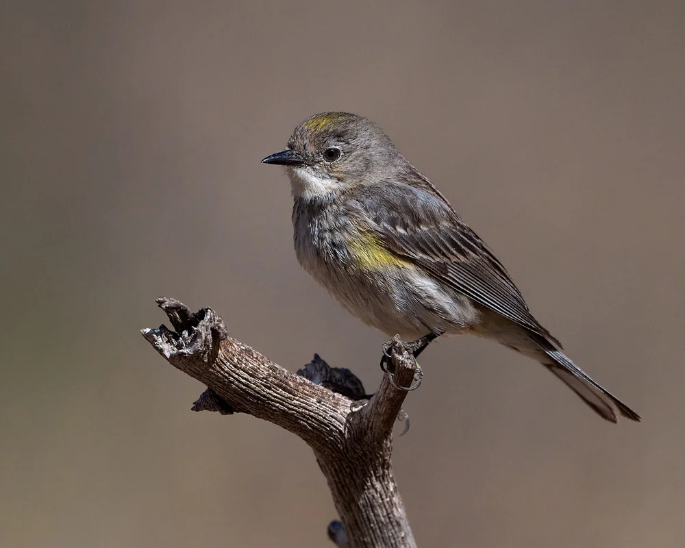 yellow-rumped warbler DSC_1171.jpg