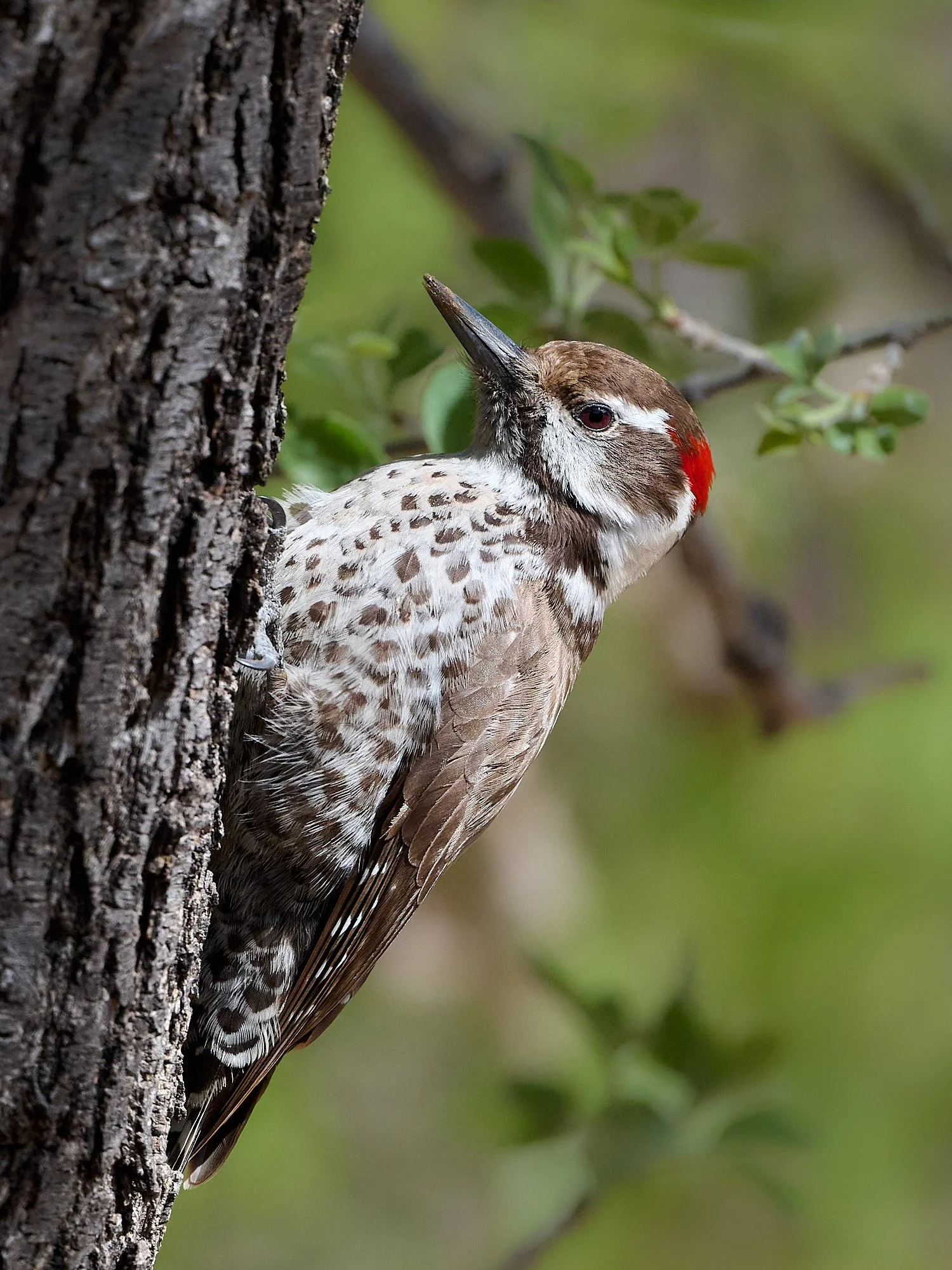 arizona woodpecker DSC_7365.jpg