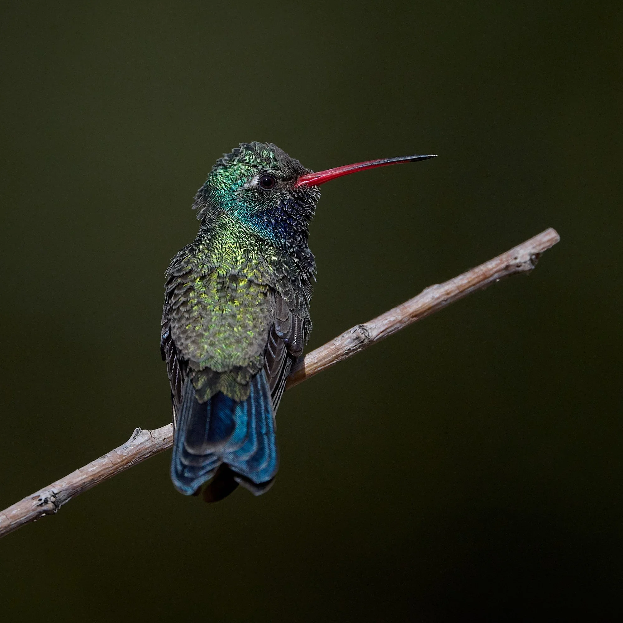 broad-billed hummer DSC_3416.jpg