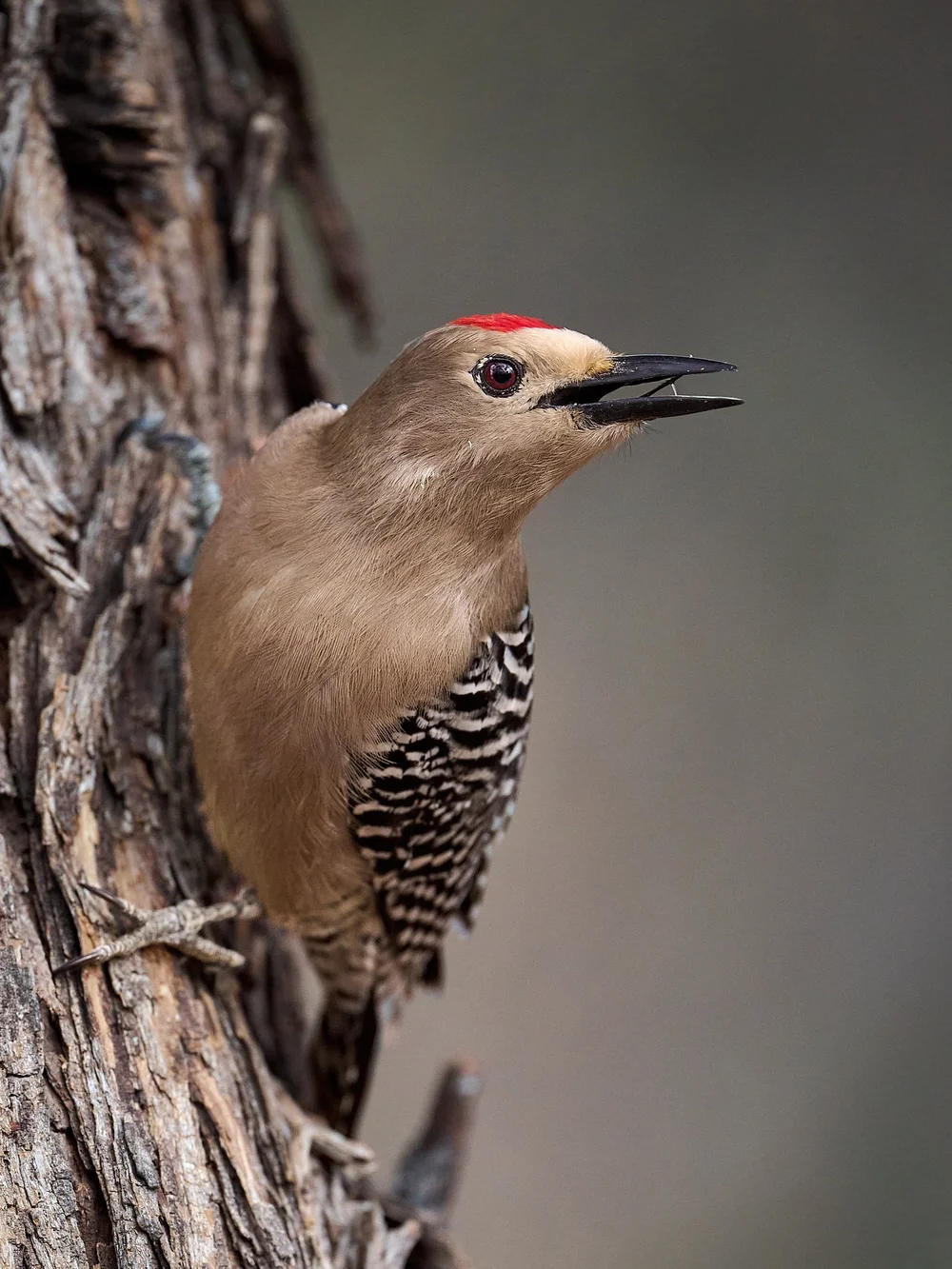 gila woodpecker DSC_6168.jpg