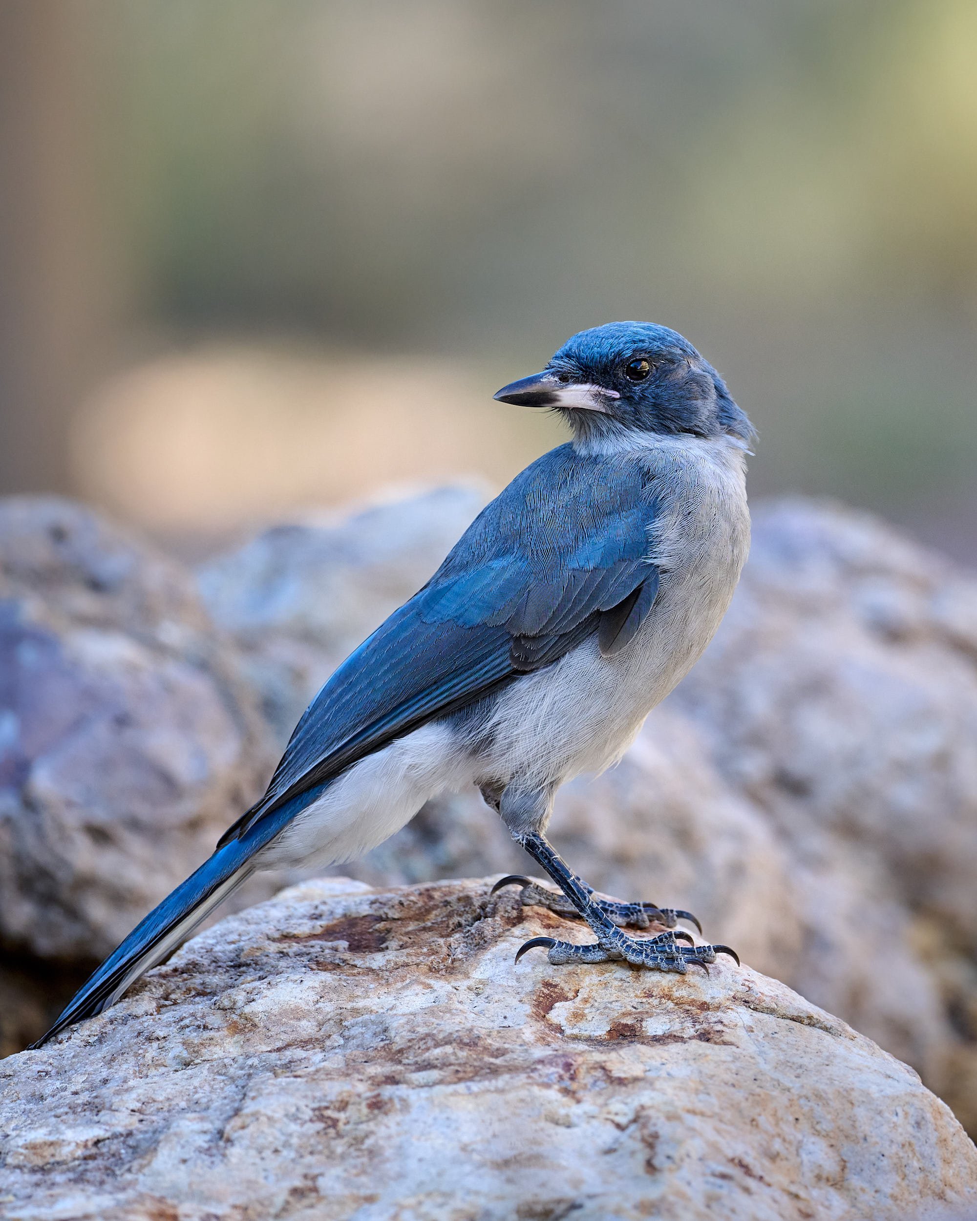 Mexican Jay, juvenile