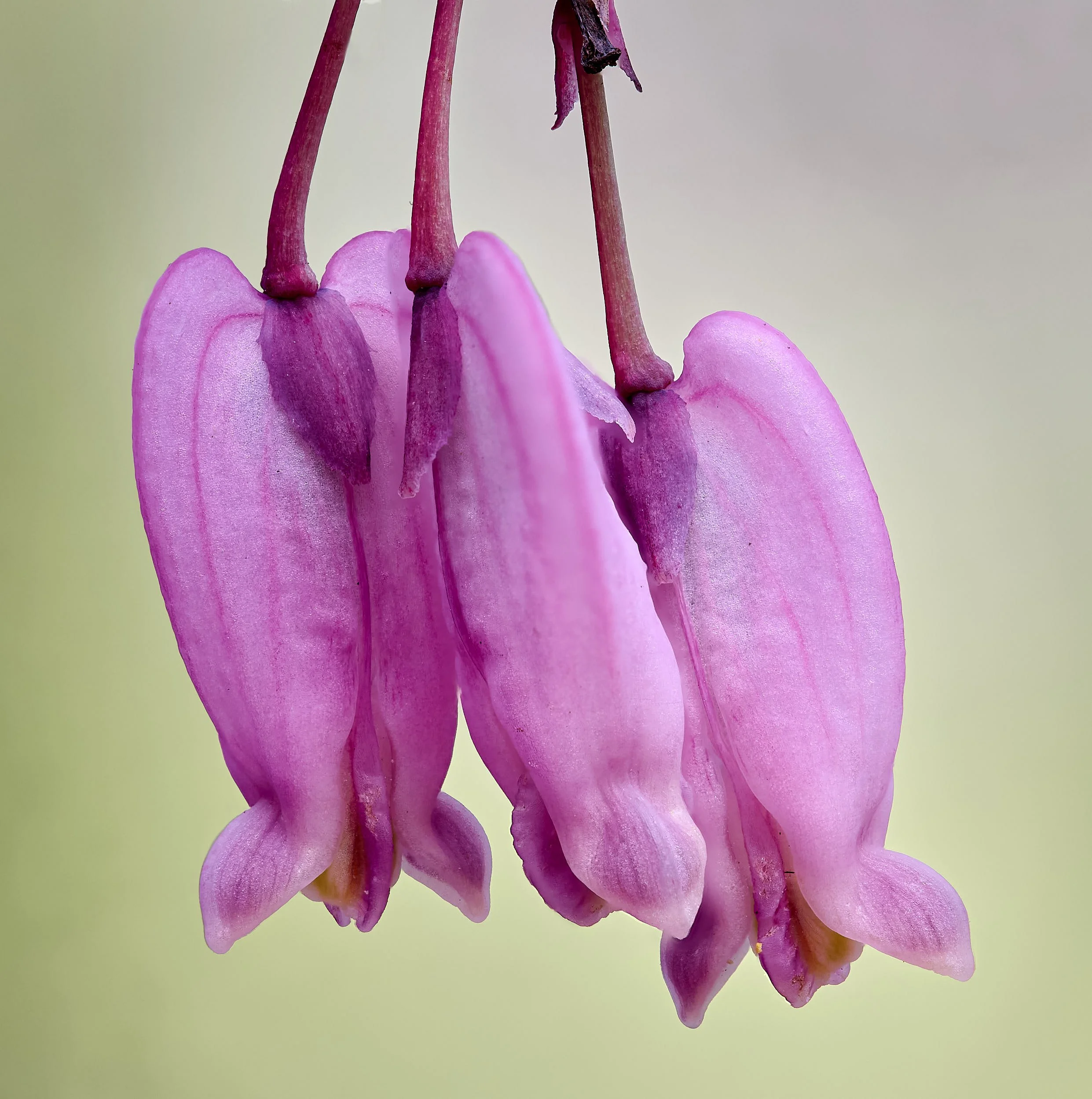 Bleeding heart
