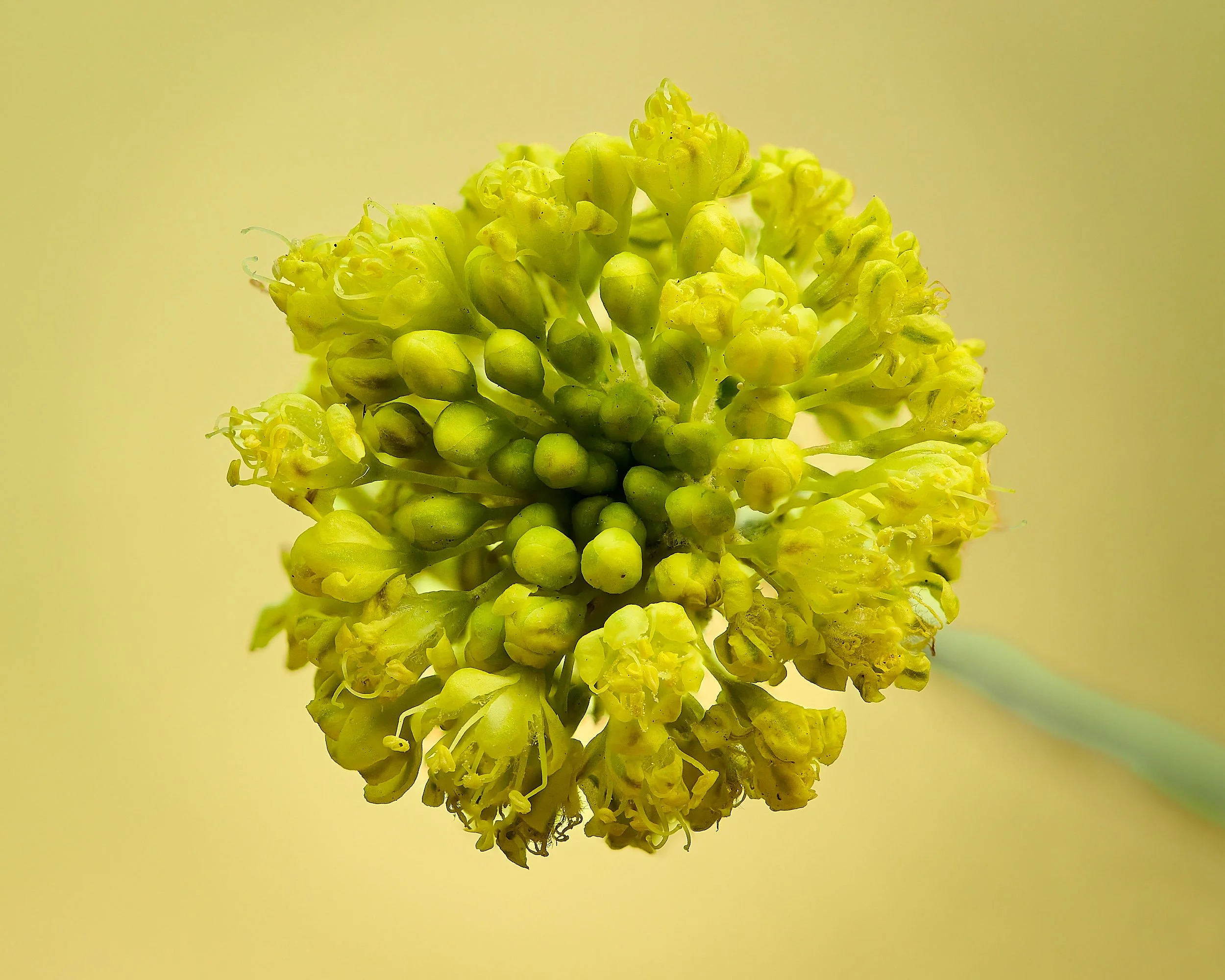Buckwheat spp