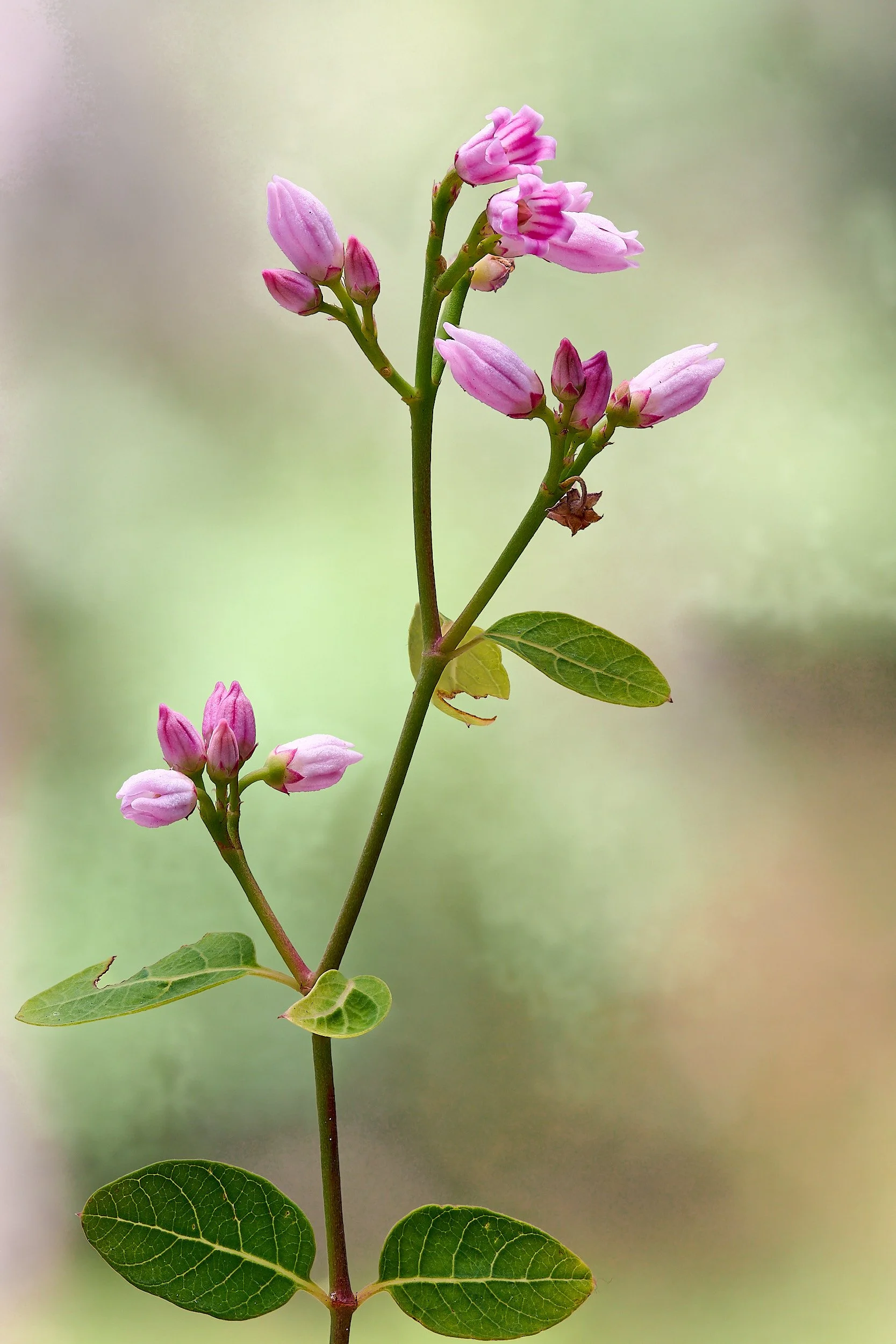 Creeping dogbane