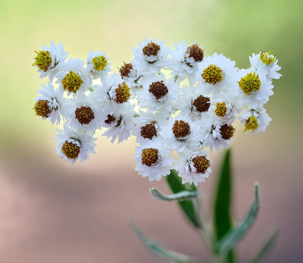 Pearly everlasting