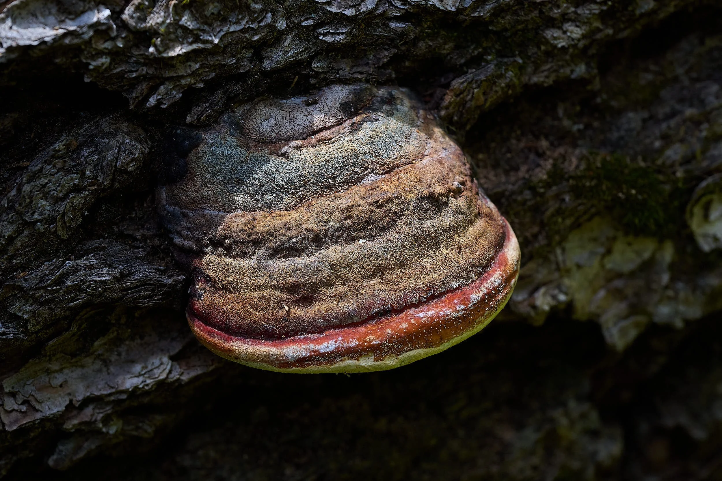 Fungus