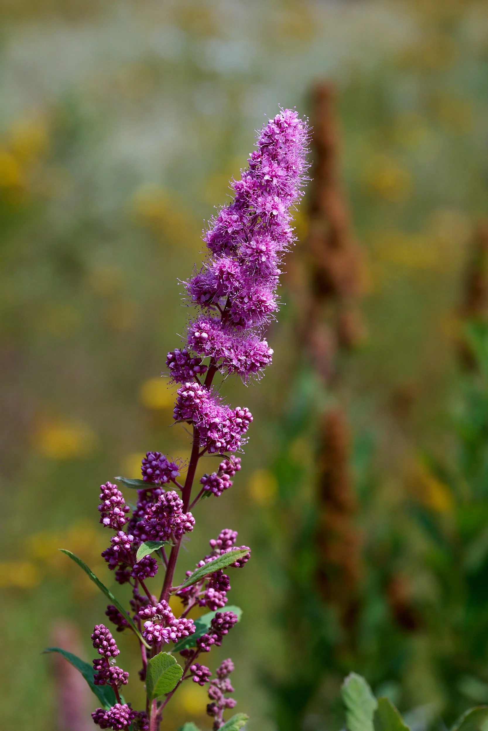 Spirea spp
