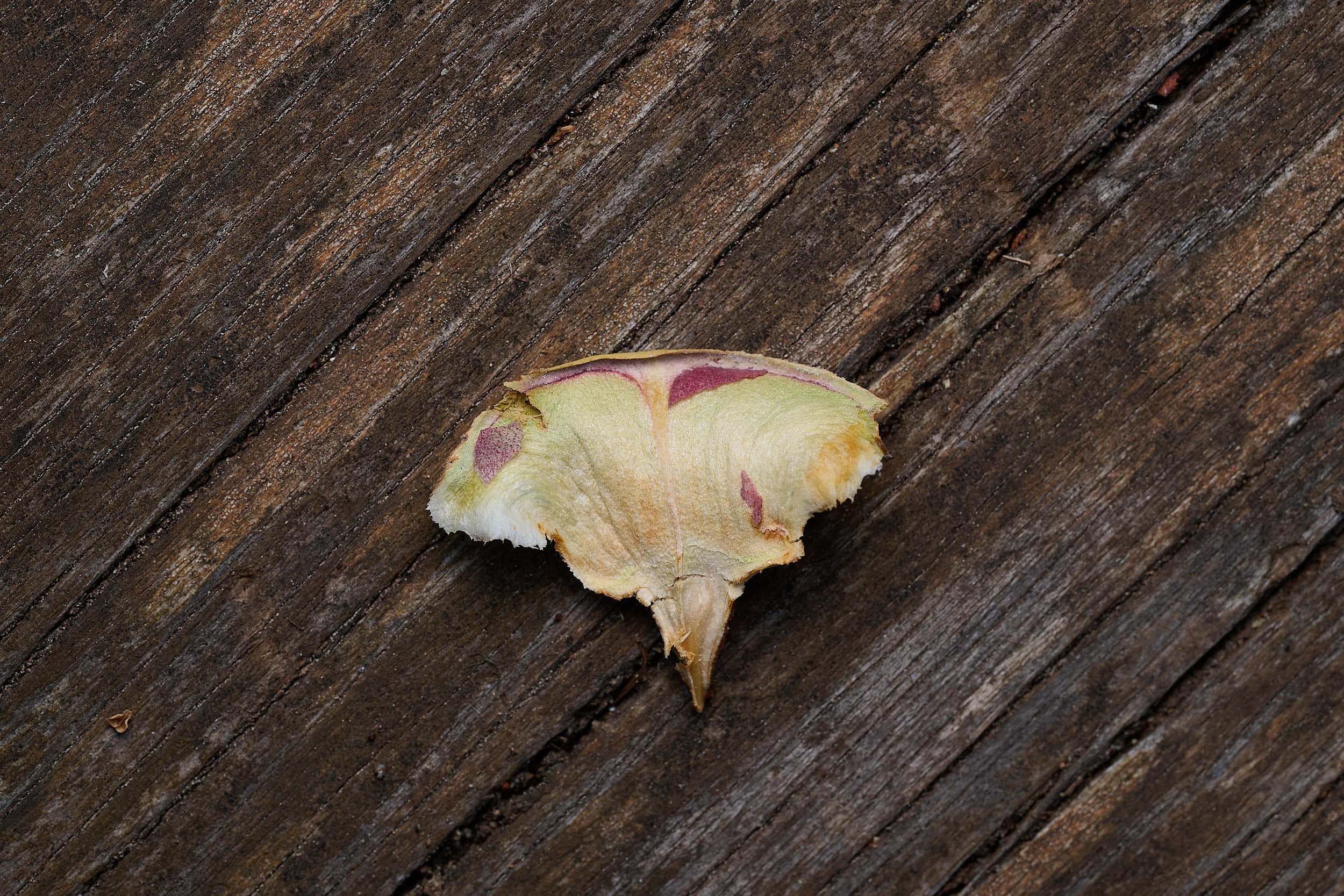 From a pine cone