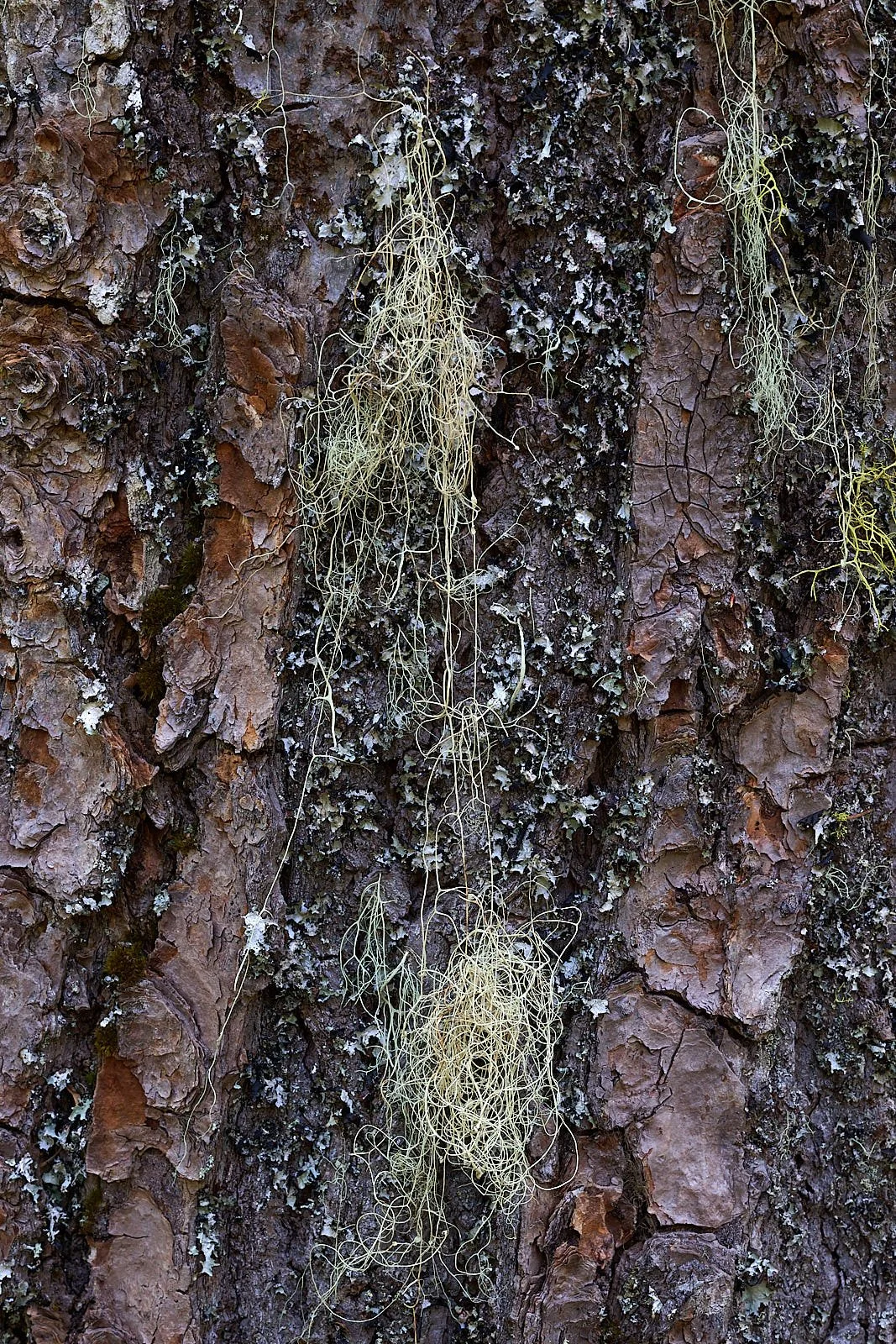 Lichen on. pine