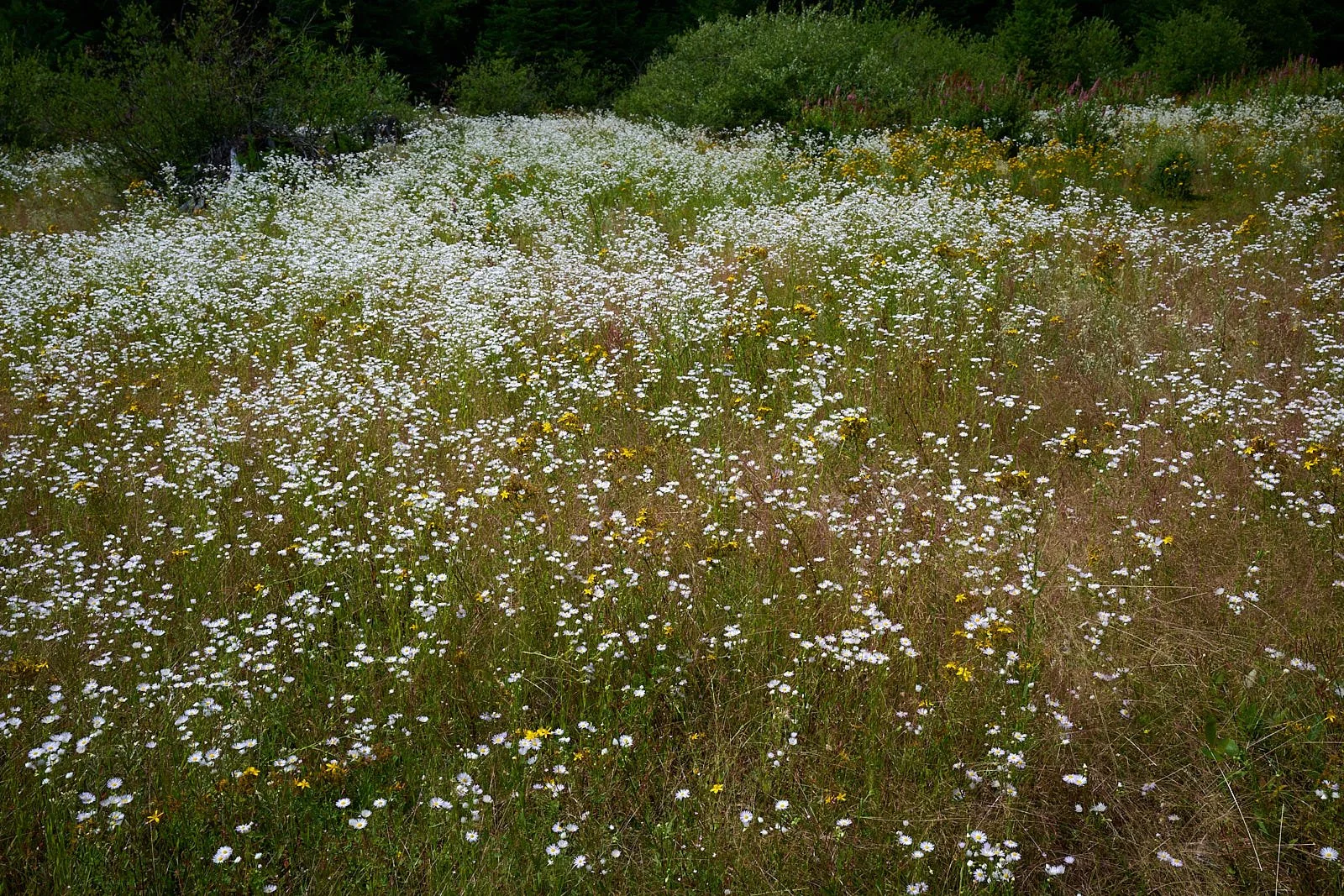 Fish Lake meadow