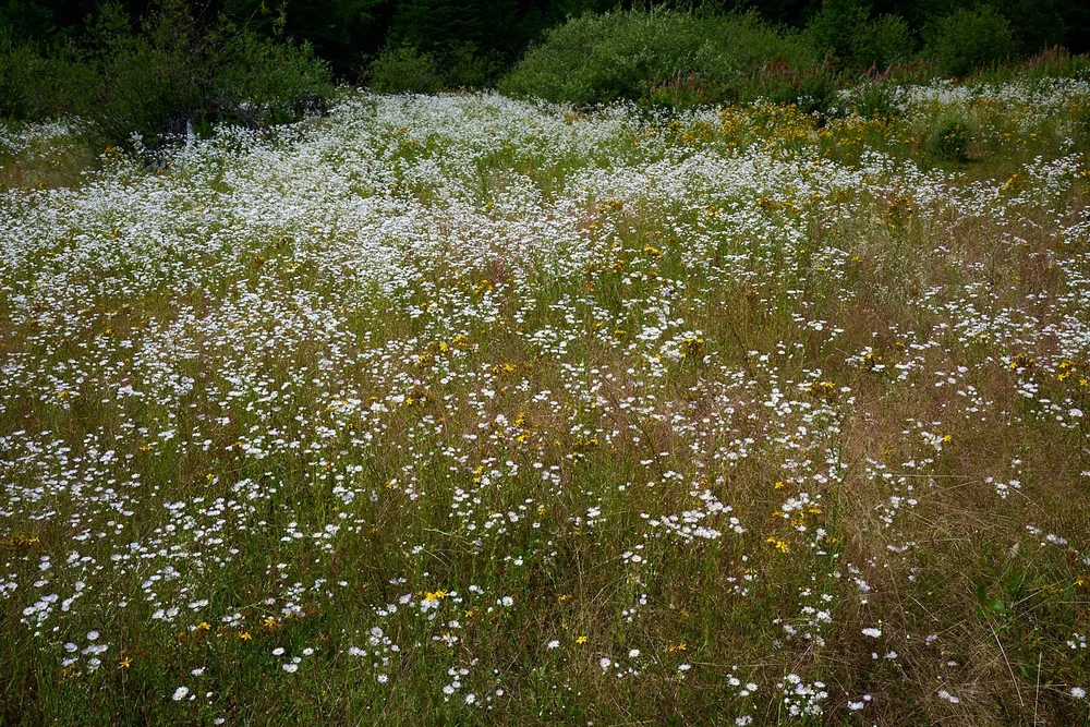 Fish Lake meadow
