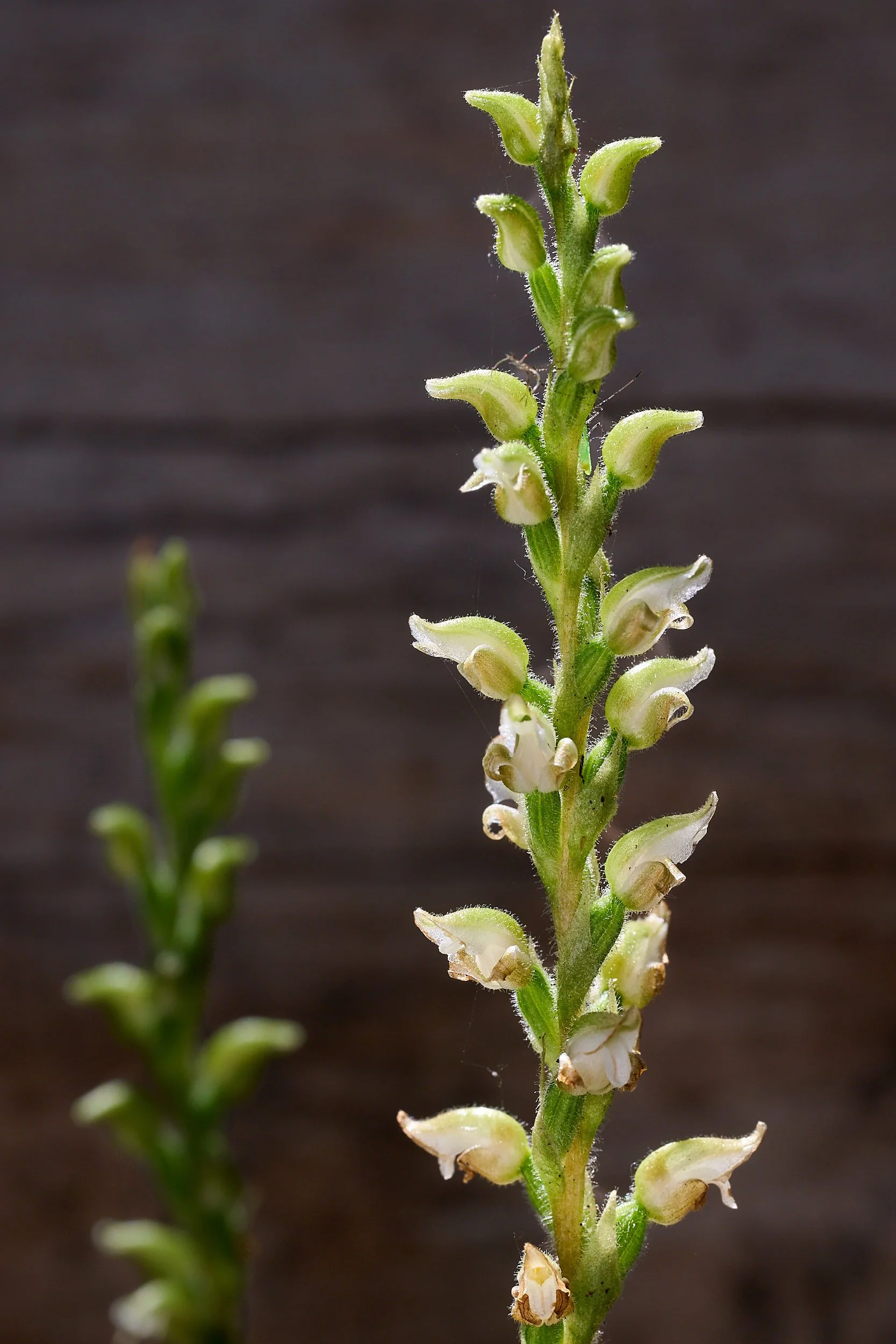 Rattlesnake plantain