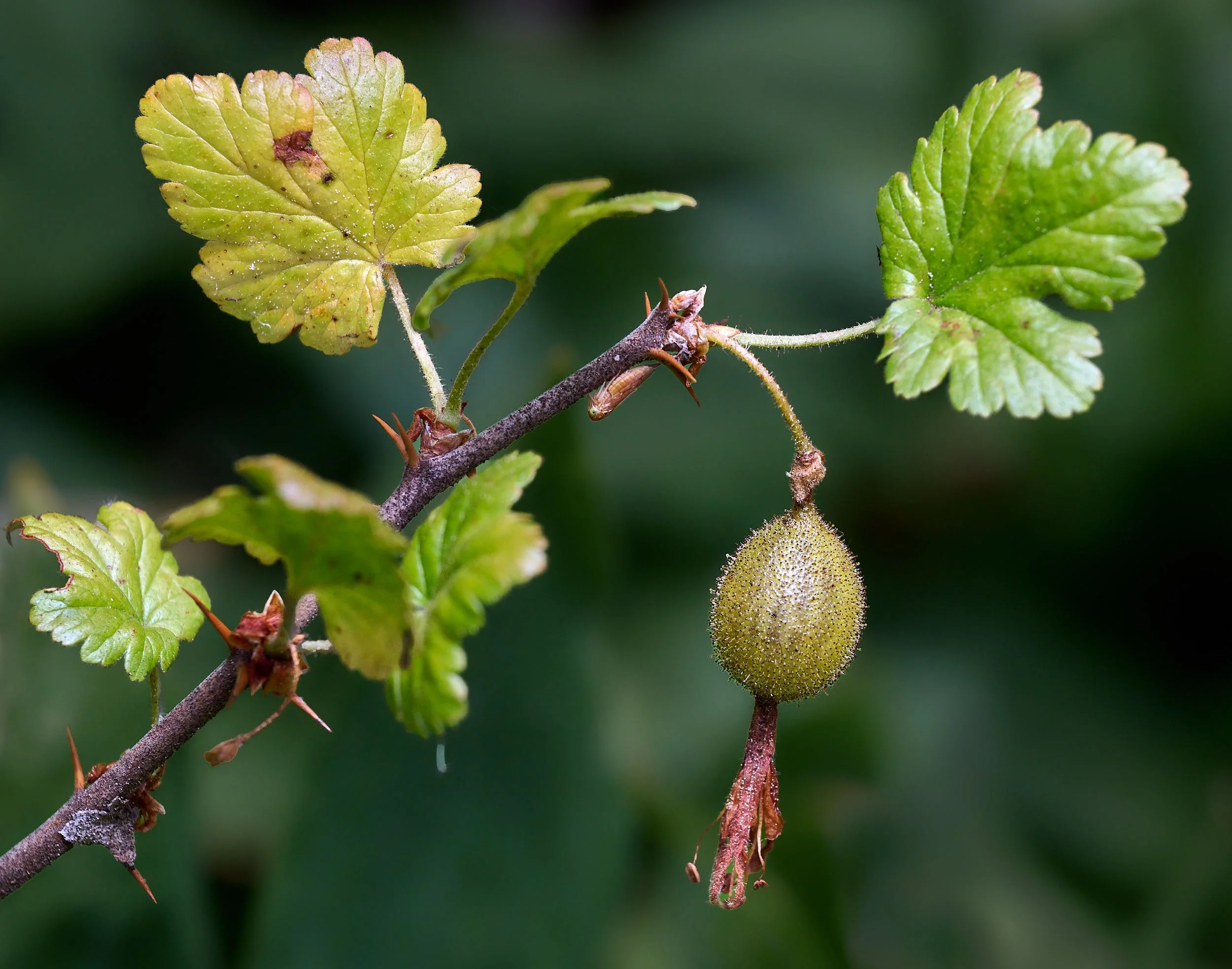 Ribes spp