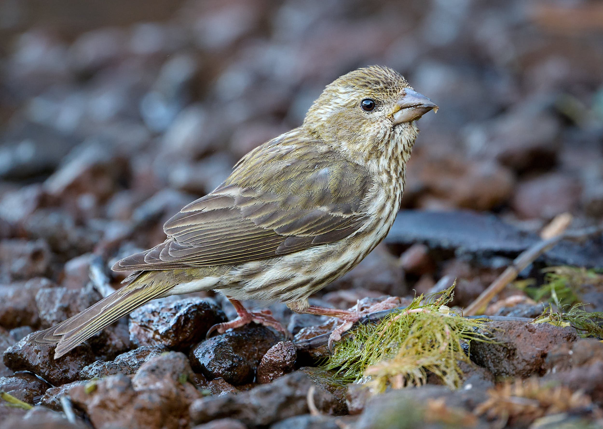 Cassin's Finch