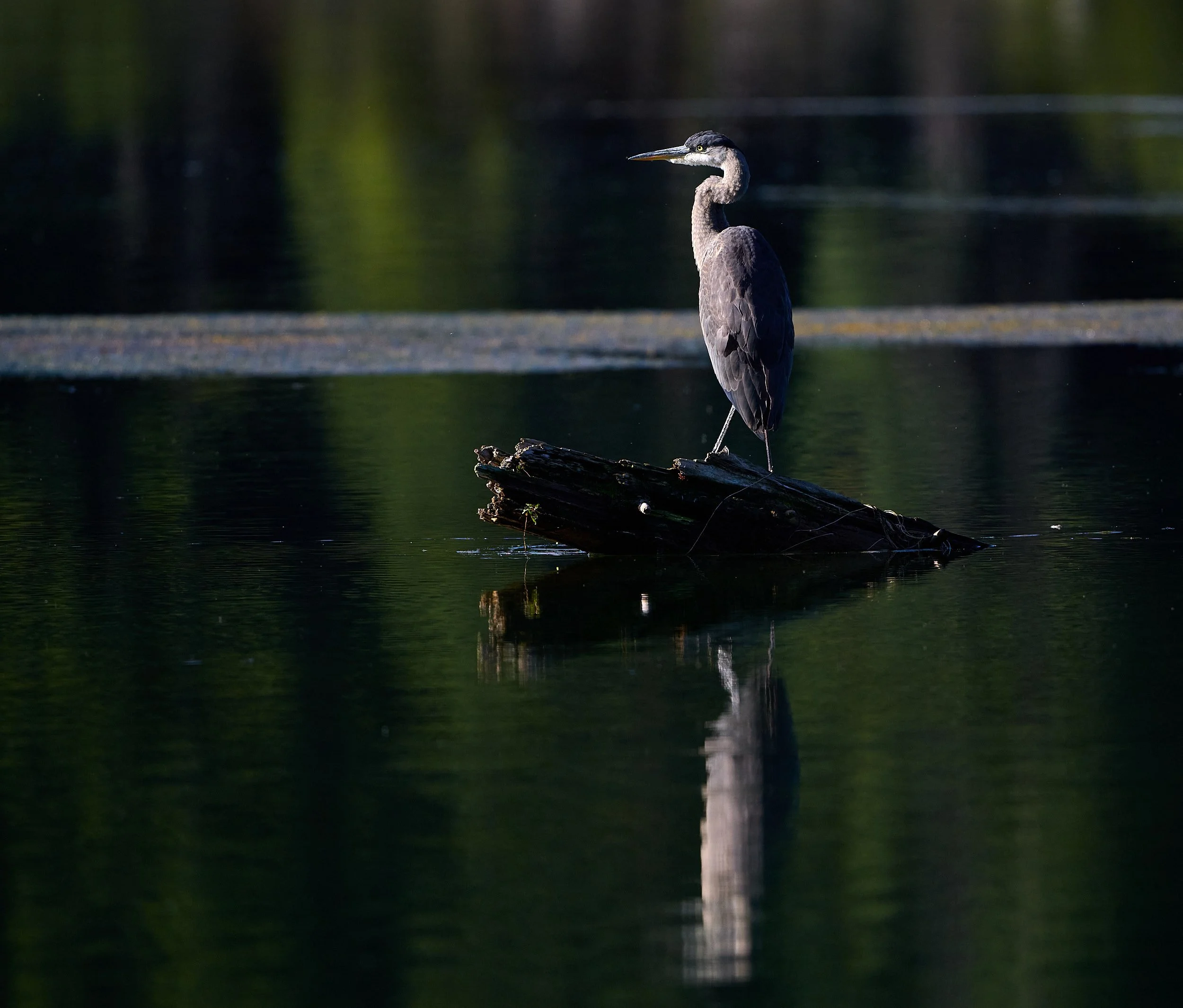 Great Blue Heron