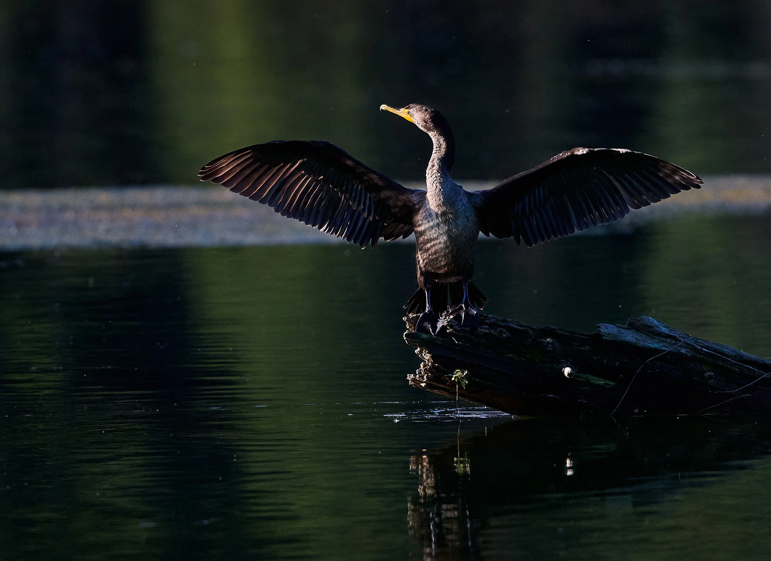 Double-crested Cormorant