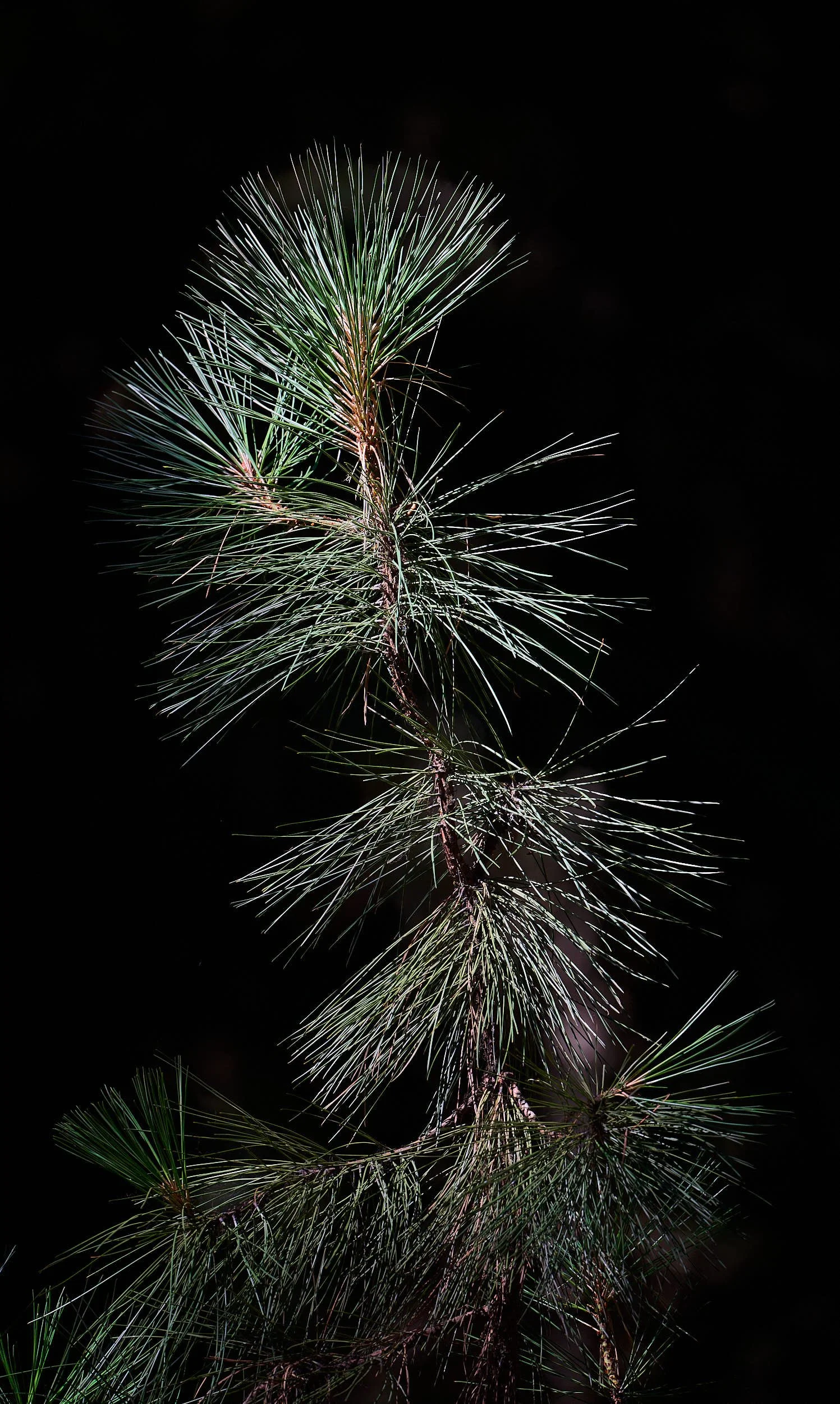 Pine